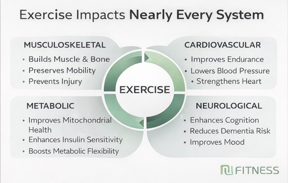 Exercise Is the Most Powerful Lever We Have for Longevity