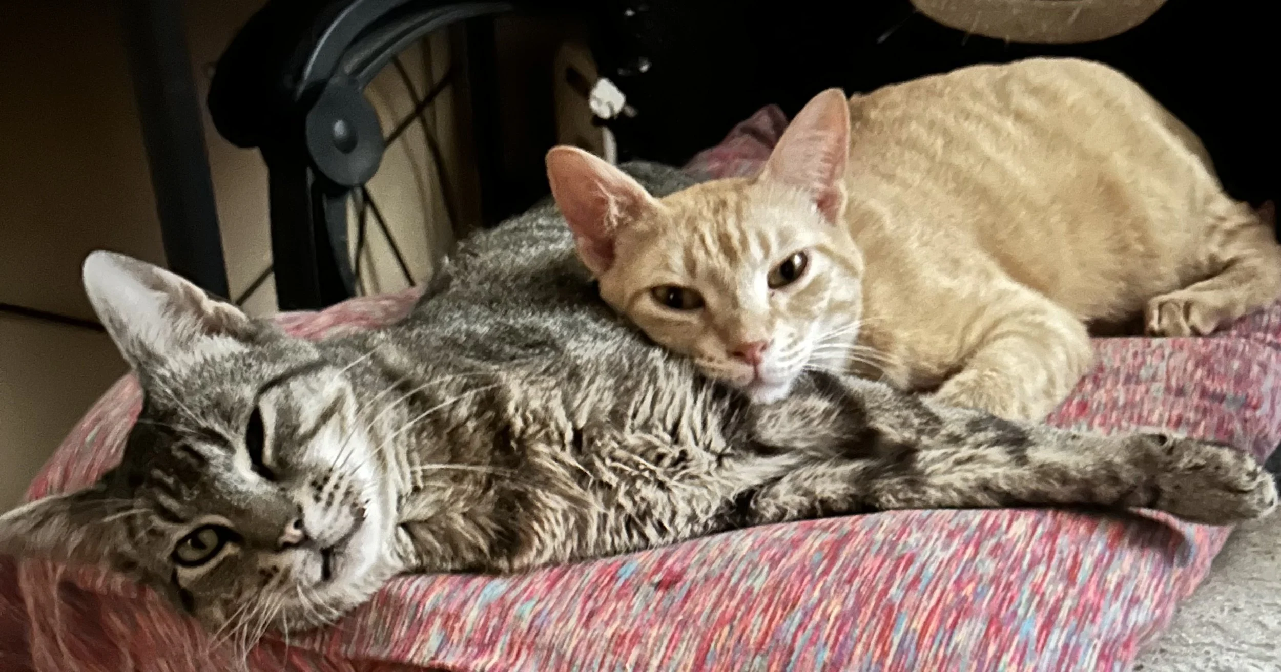 Herman & Sherman 2 years old | info: Both rescued from FIP mom. Both have stomatitis and will be undergoing a procedure soon. 