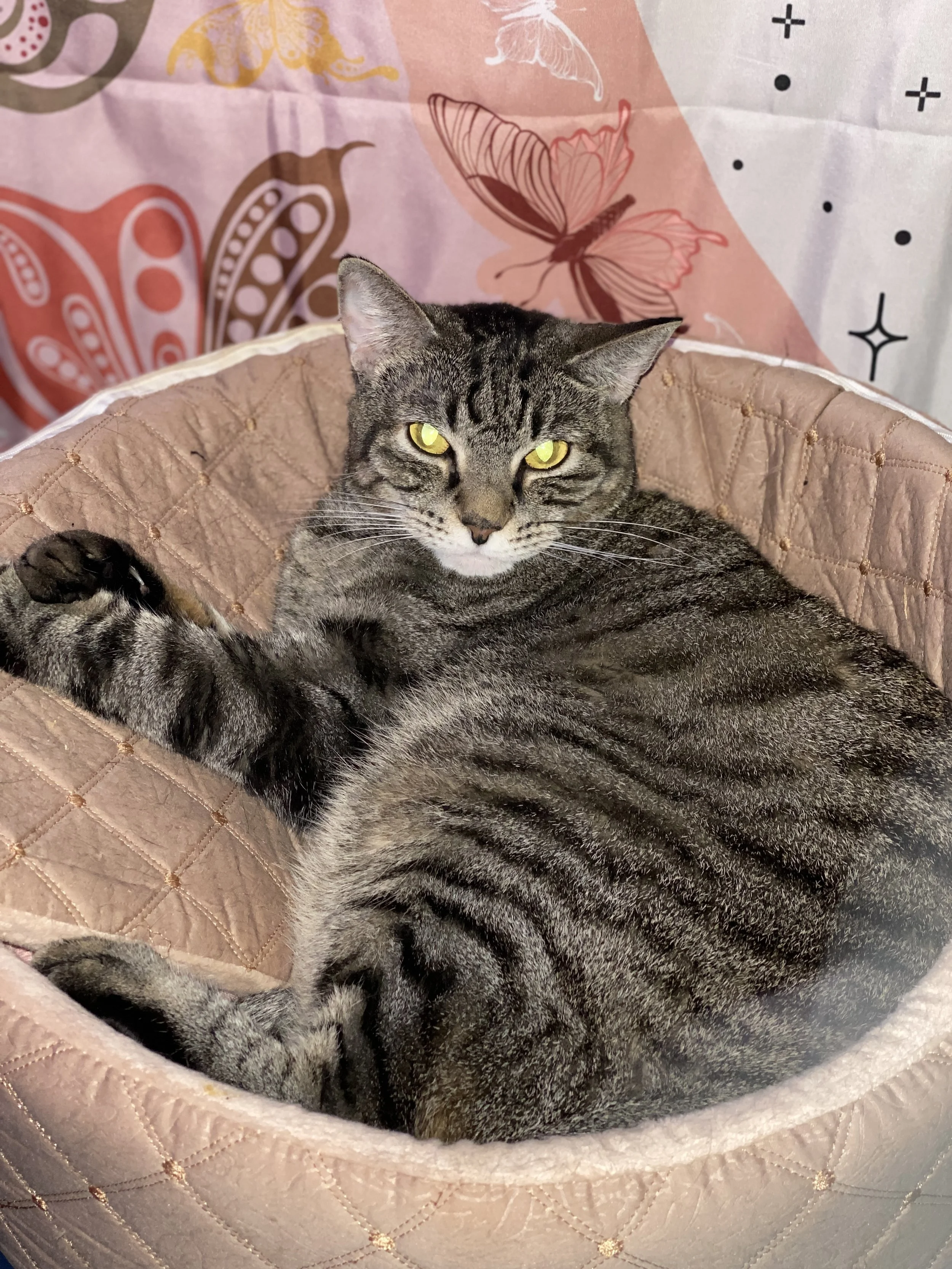 Matilda 2 years old | Info: Orka's litter mate, FIP survivor.