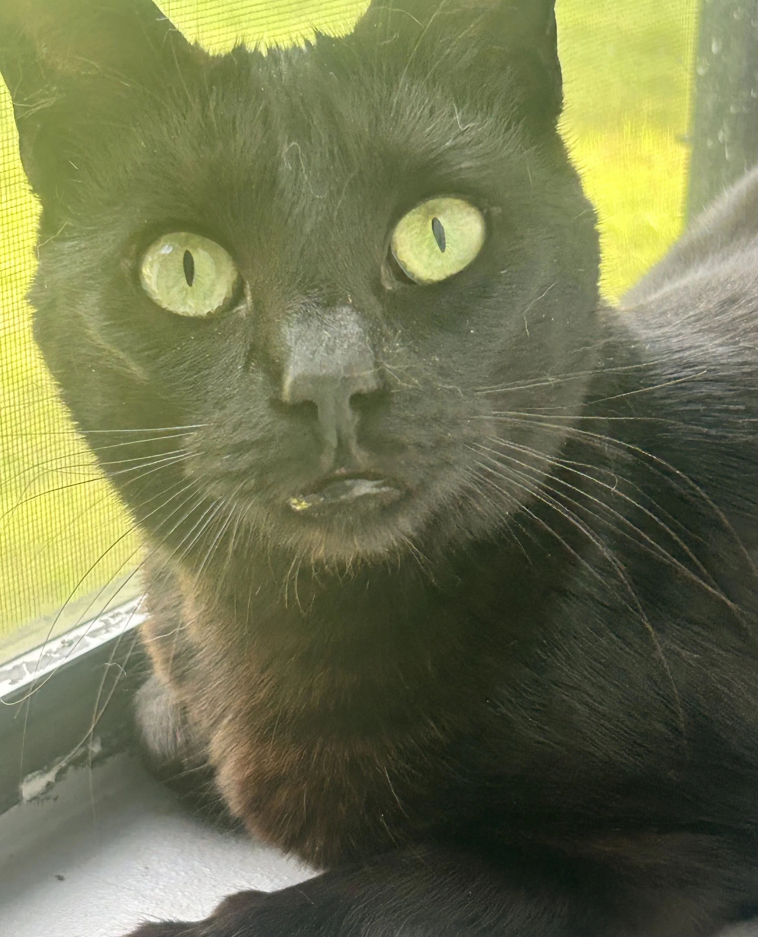 Orka 2years old | Info: Stomatitis, Polycystic Kidney Disease, Tail trauma/amputated. On longterm medications for comfort and kidney diet.