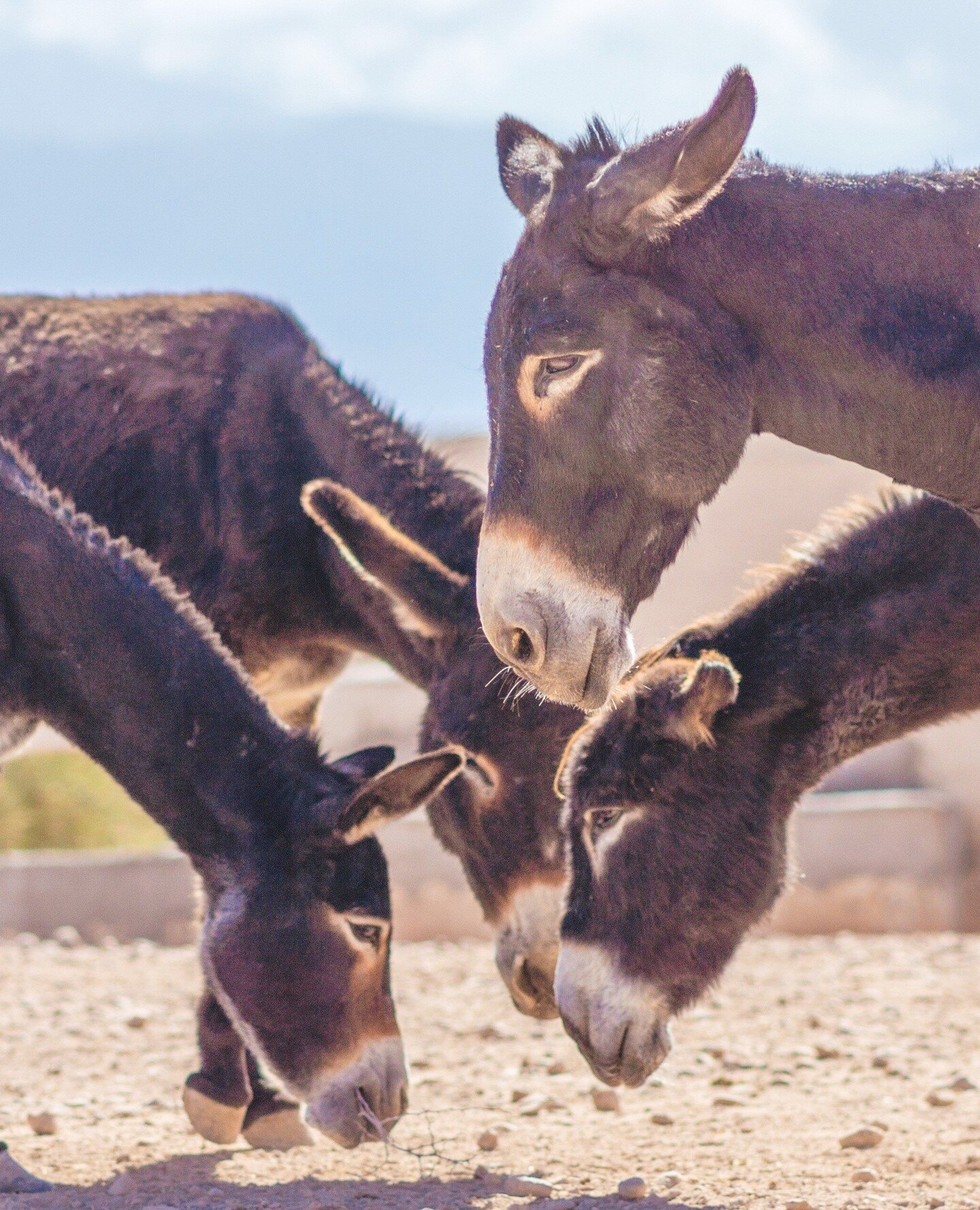 CHARITY PRIZE DRAW ✨ in aid of @jarjeermules 🫏 Fancy a short break in Essaouira? We're giving you the chance to win a 4-night stay at Dar Emma (our little hippy house) and help to raise critical funds for Jarjeer's emergency donkey rescues and ongoi