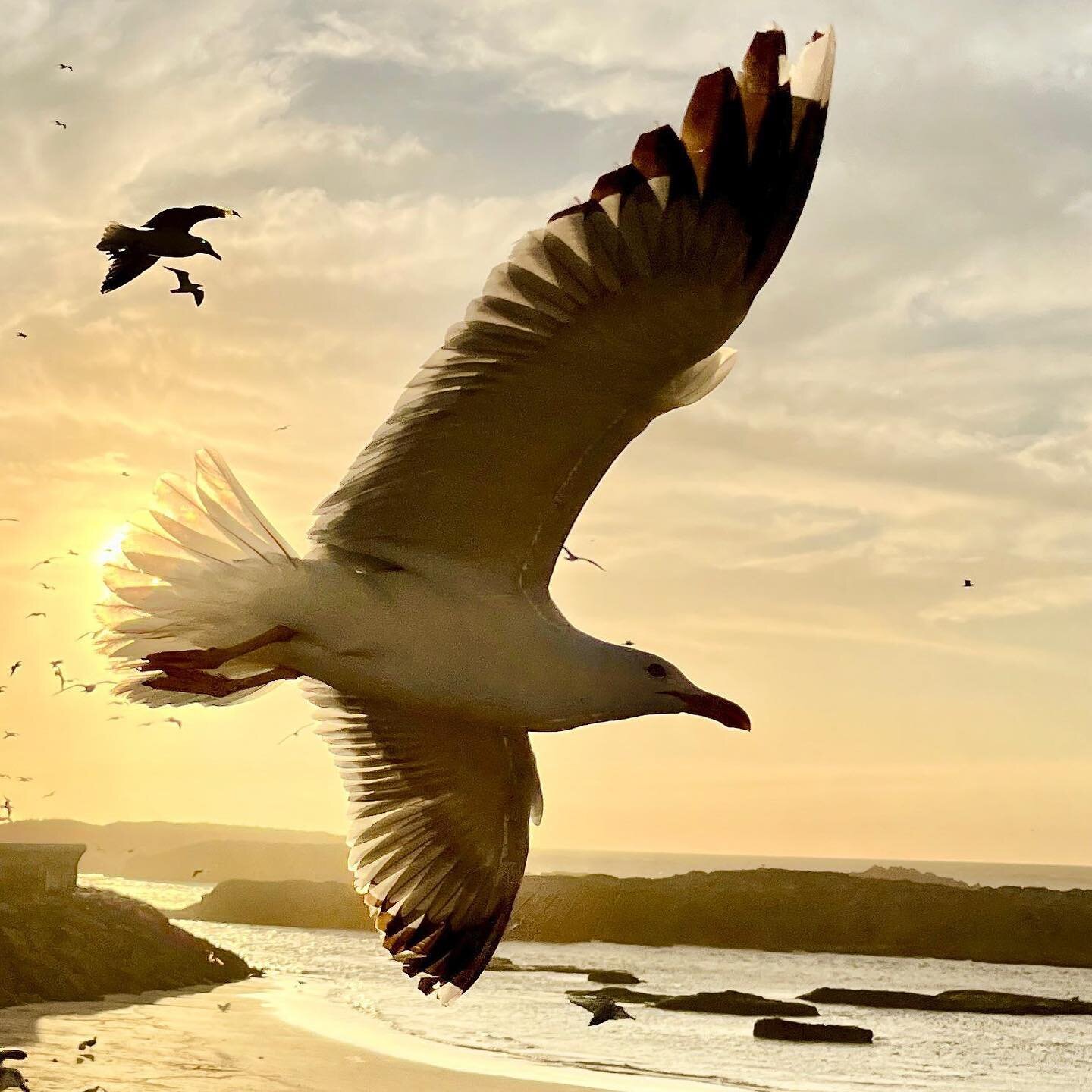 Seagulls at sunset. Whether it&rsquo;s dawn or dusk, you&rsquo;ll find the skies above Essaouira&rsquo;s fishing port filled with seagulls cruising the coastline.

📷: @frederic.nadon 

#flyinghigh #seagulls #essaouira #mondayvibes #sunsetlovers #sun