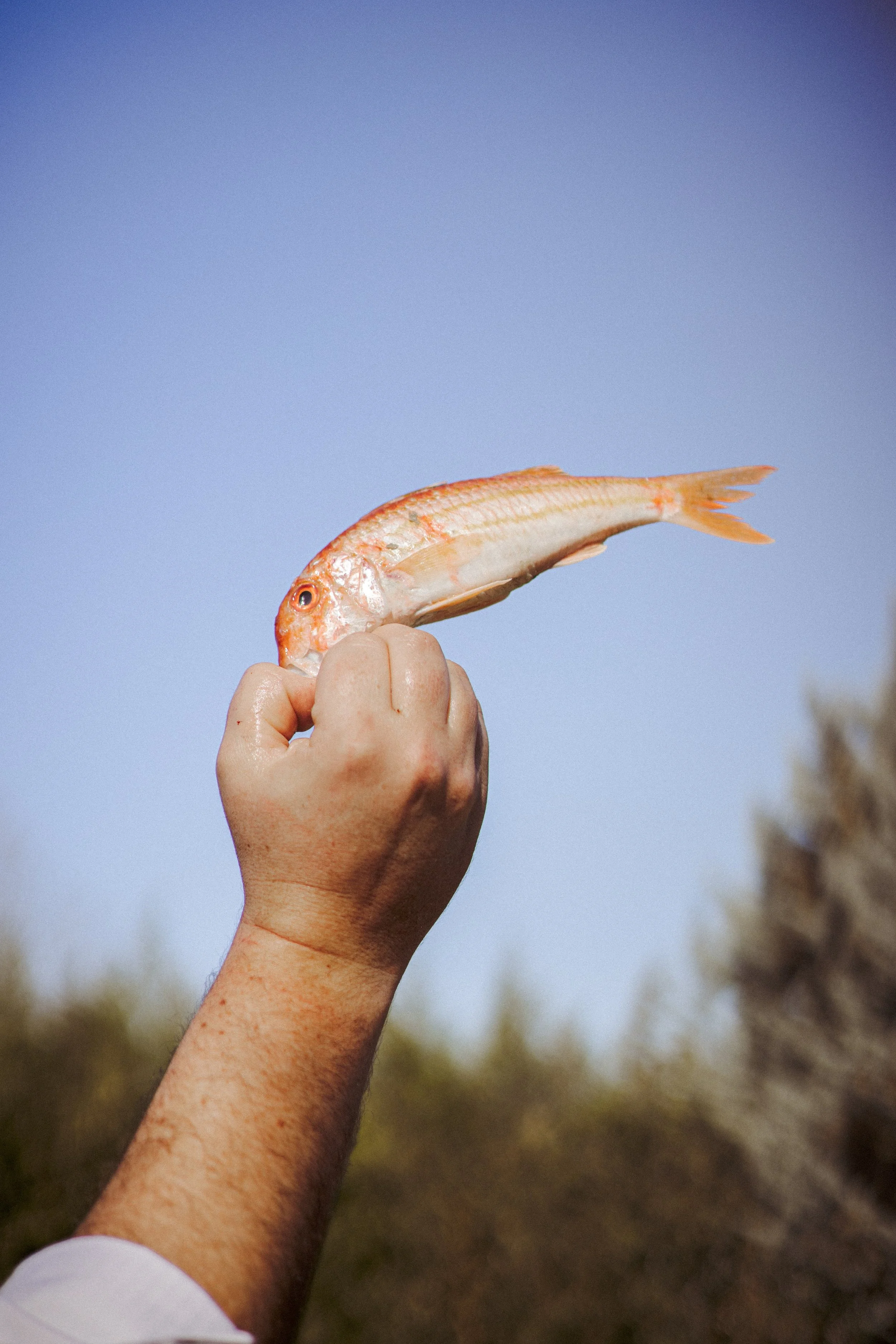 JC par Graine de Fauve-545.jpg