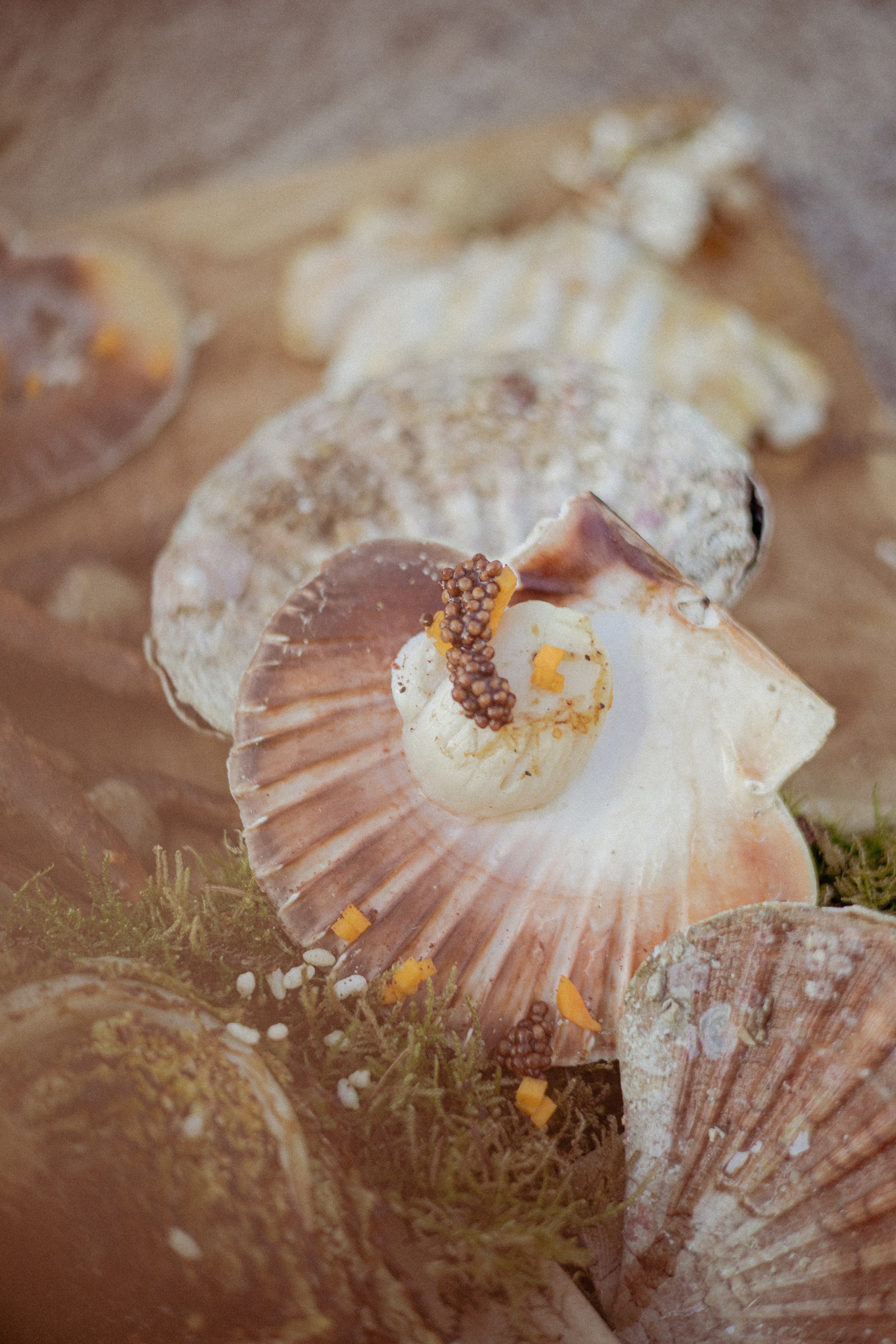 JC par Graine de Fauve-719.jpg