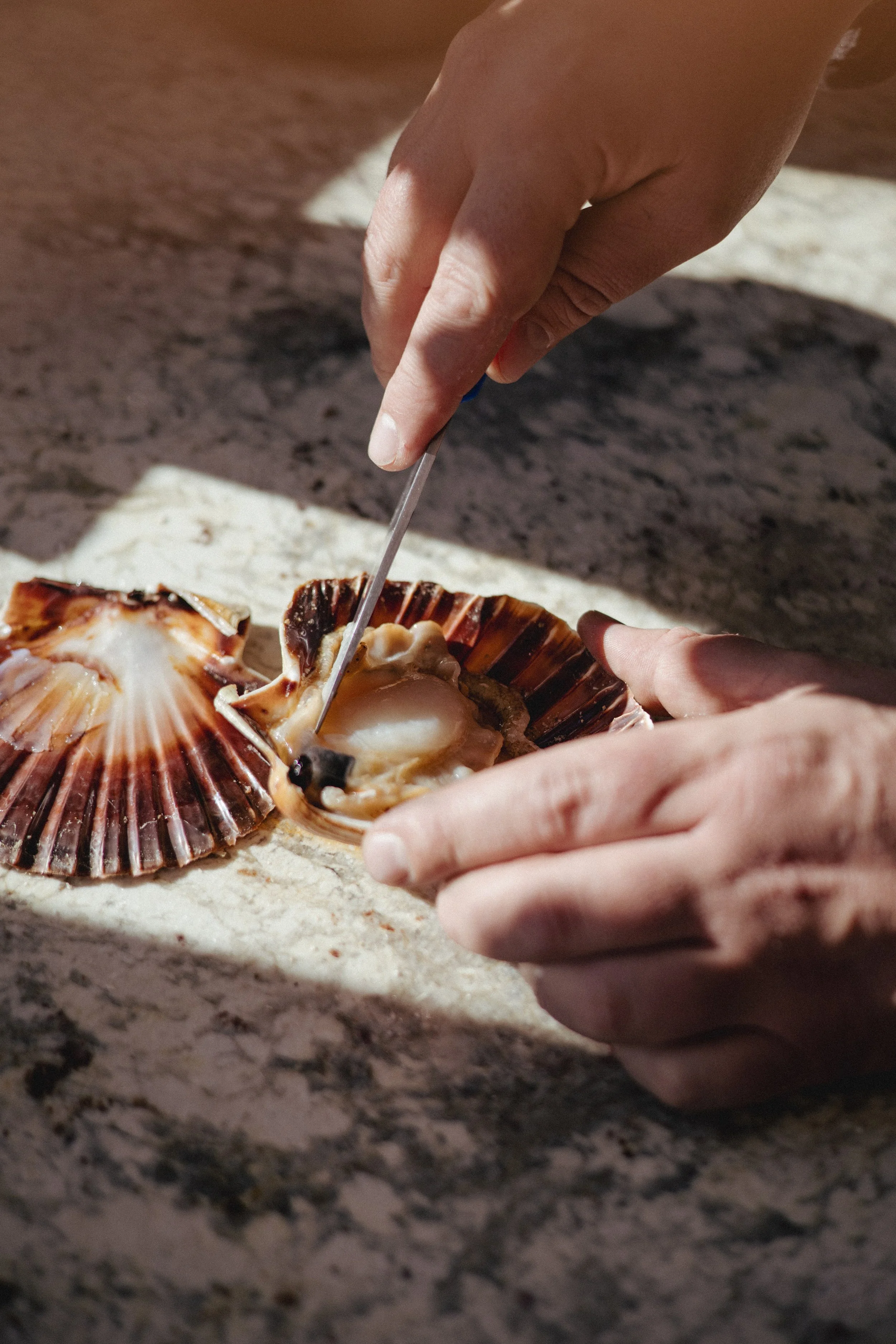 JC par Graine de Fauve-503.jpg