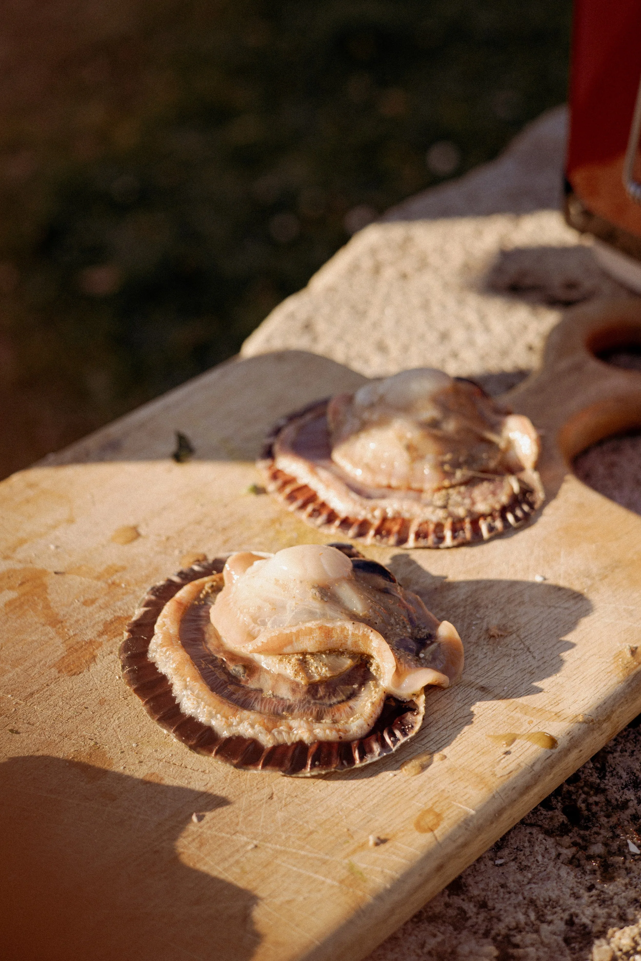 JC par Graine de Fauve-691.jpg