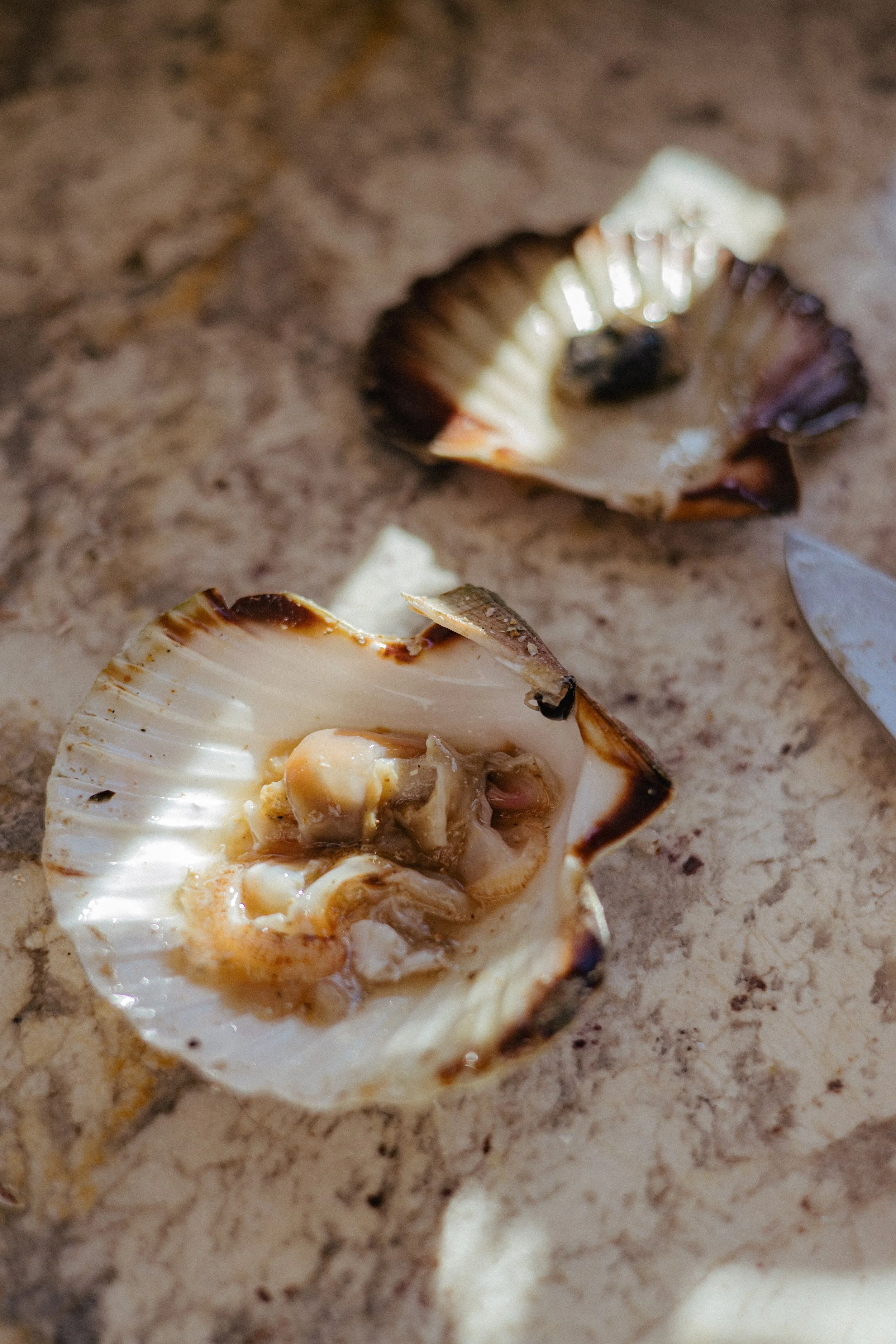 JC par Graine de Fauve-512.jpg