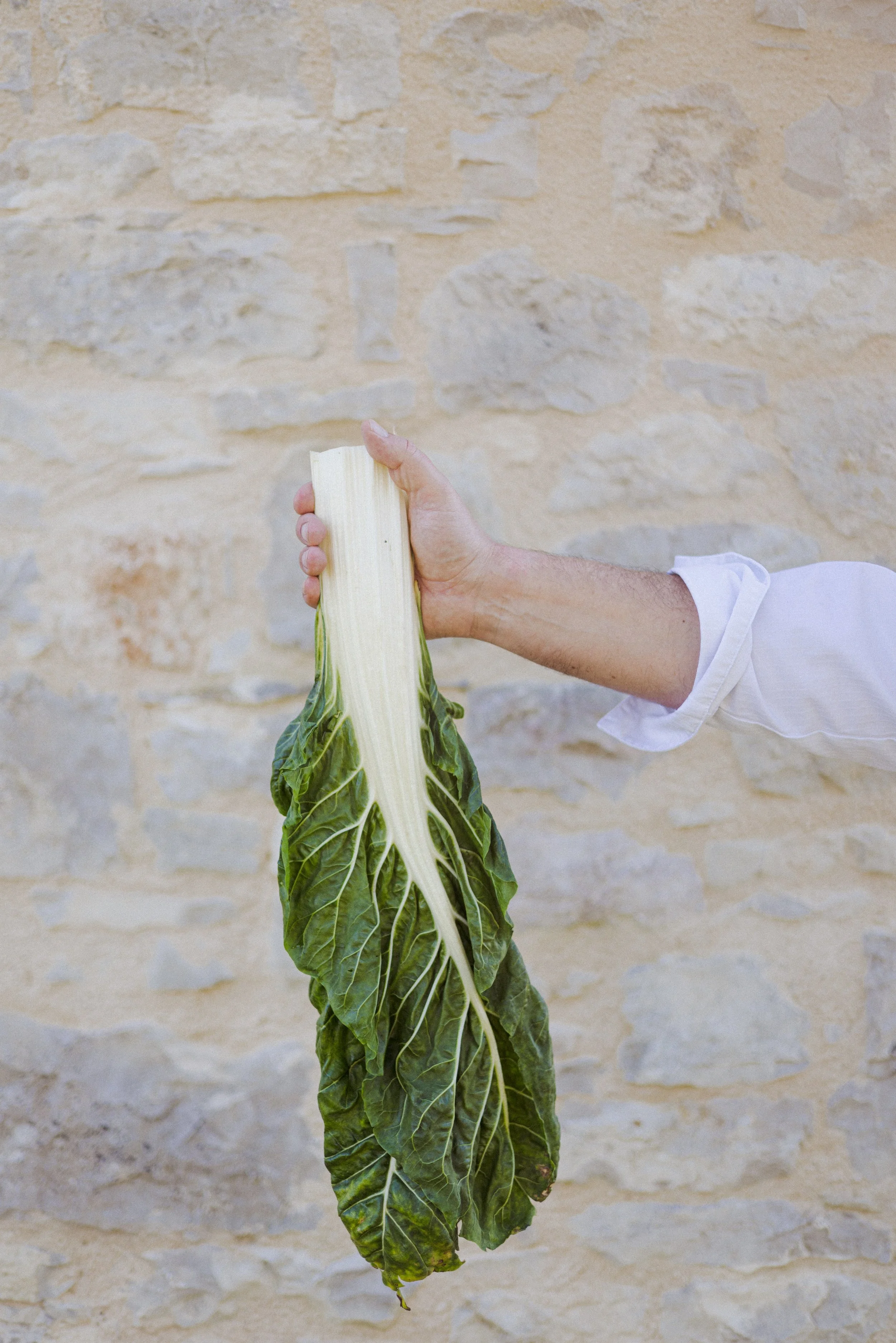 JC par Graine de Fauve-550.jpg