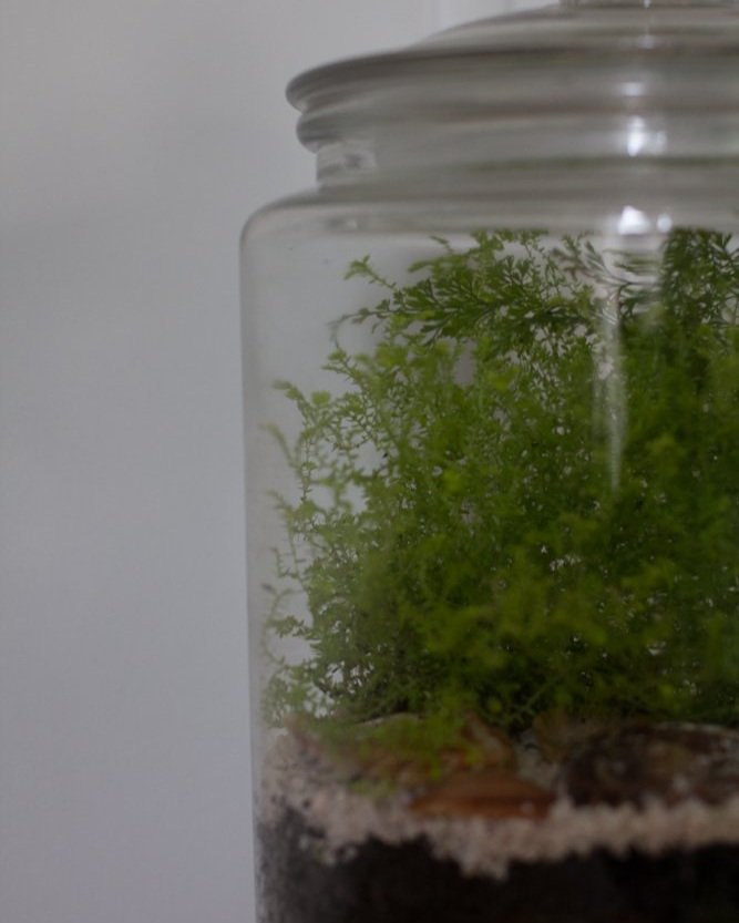 Kelp+Forest+4.jpg