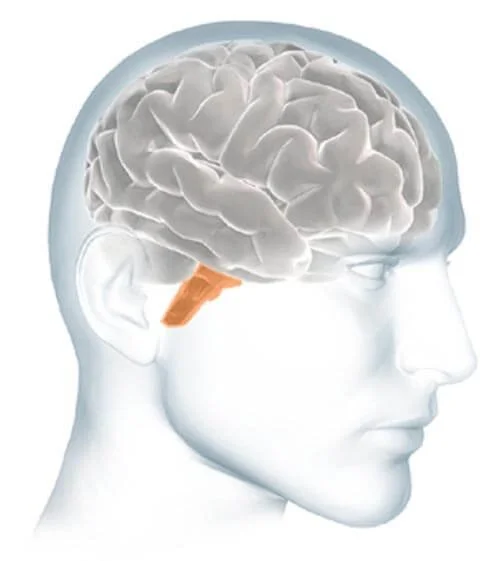 Brain Stem