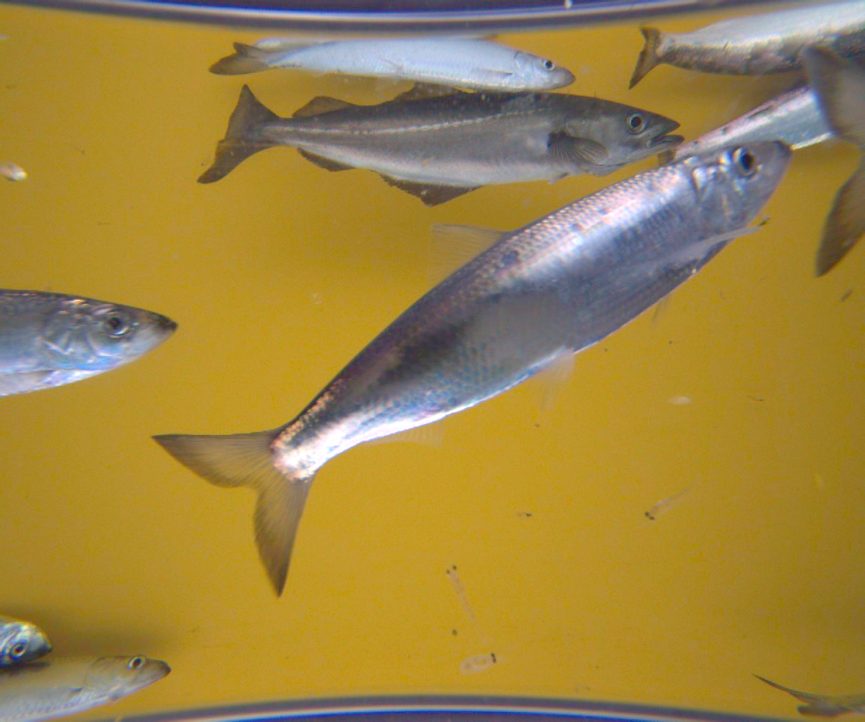Color-Corrected Fish Image
