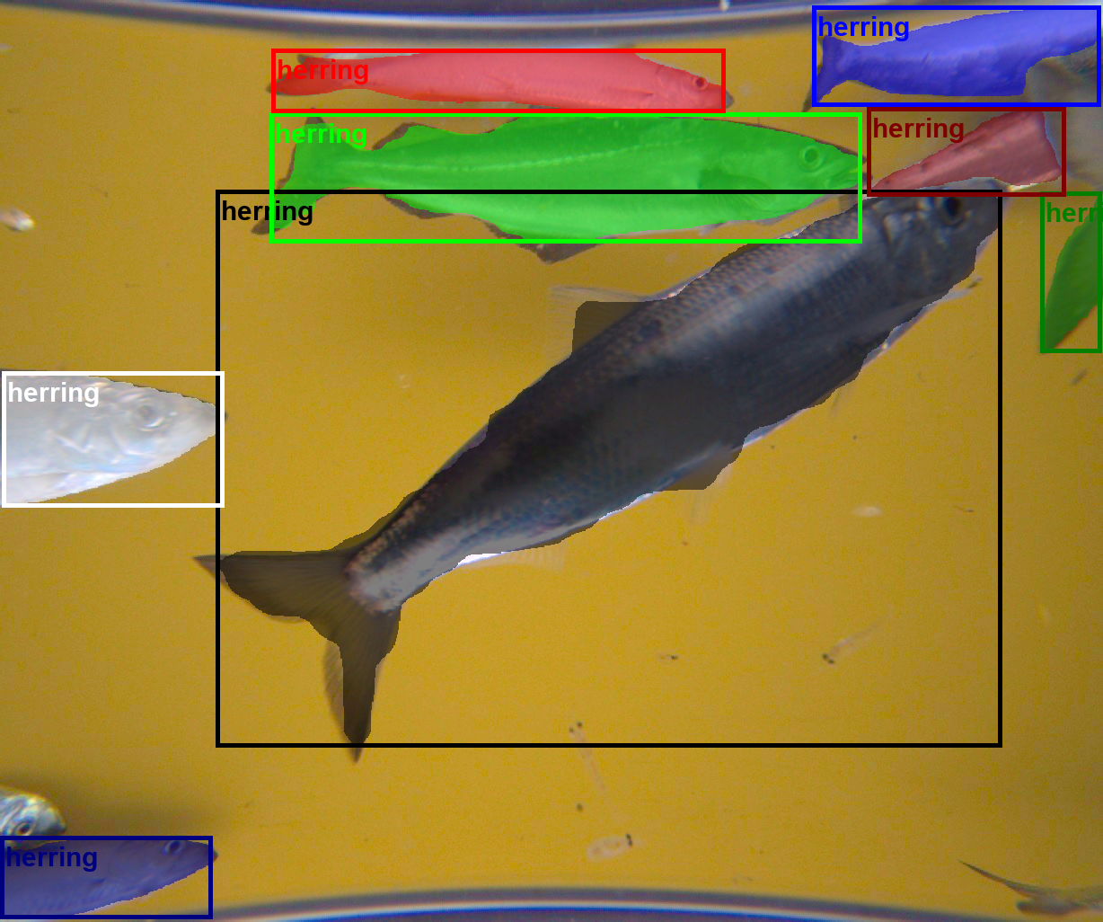 Segmented and Classified Fish Image