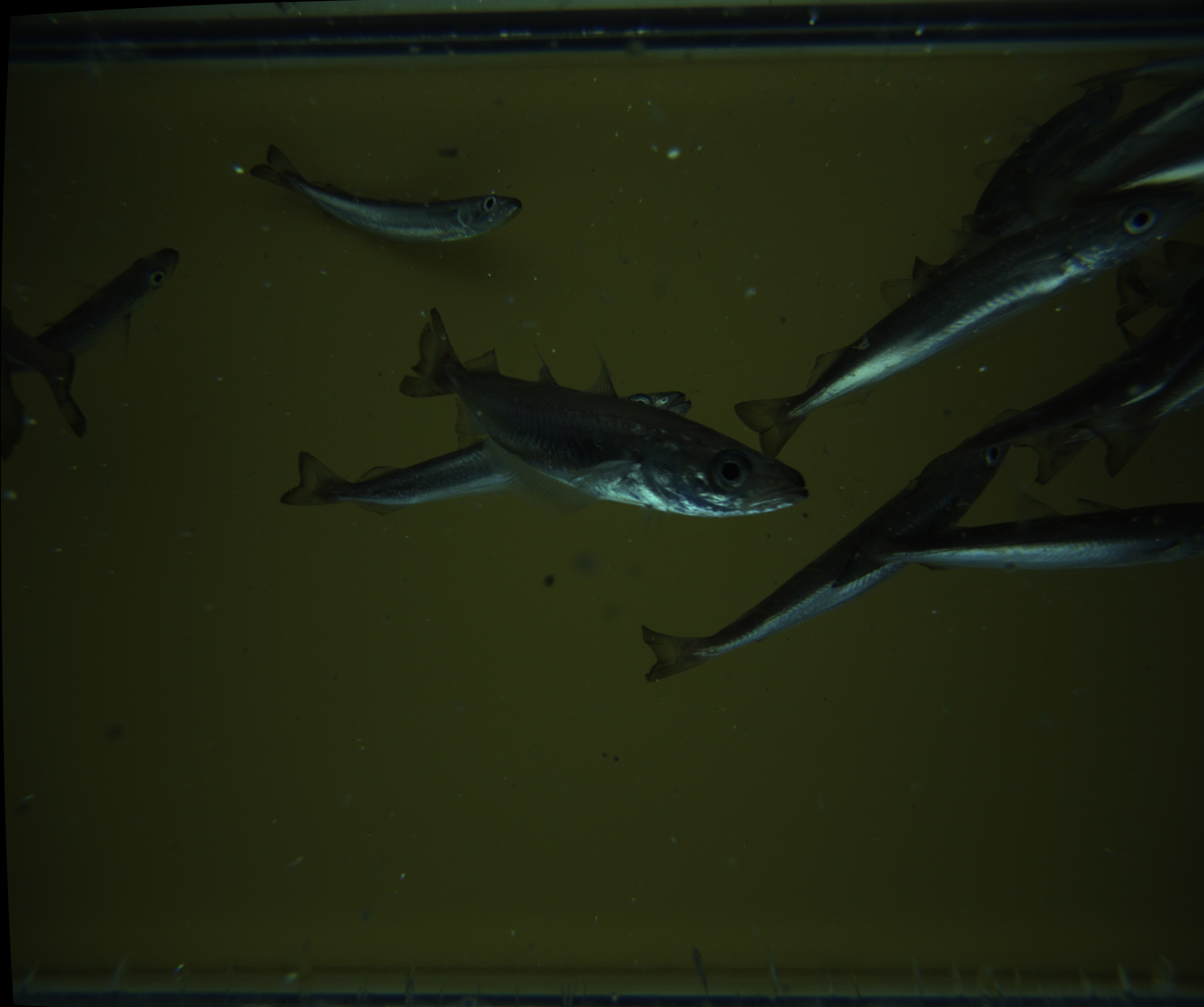 Geometrically Rectified Fish Image