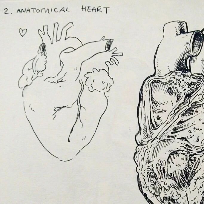 Day 2: Anatomical heart, idk if this would make some people a bit squeamish so I put the full drawing on the 2nd slide

 #magtober #magtober2022 #magtober22 #inktober #inktober2022 #inktober22 #magtoberday2 #inktoberday2