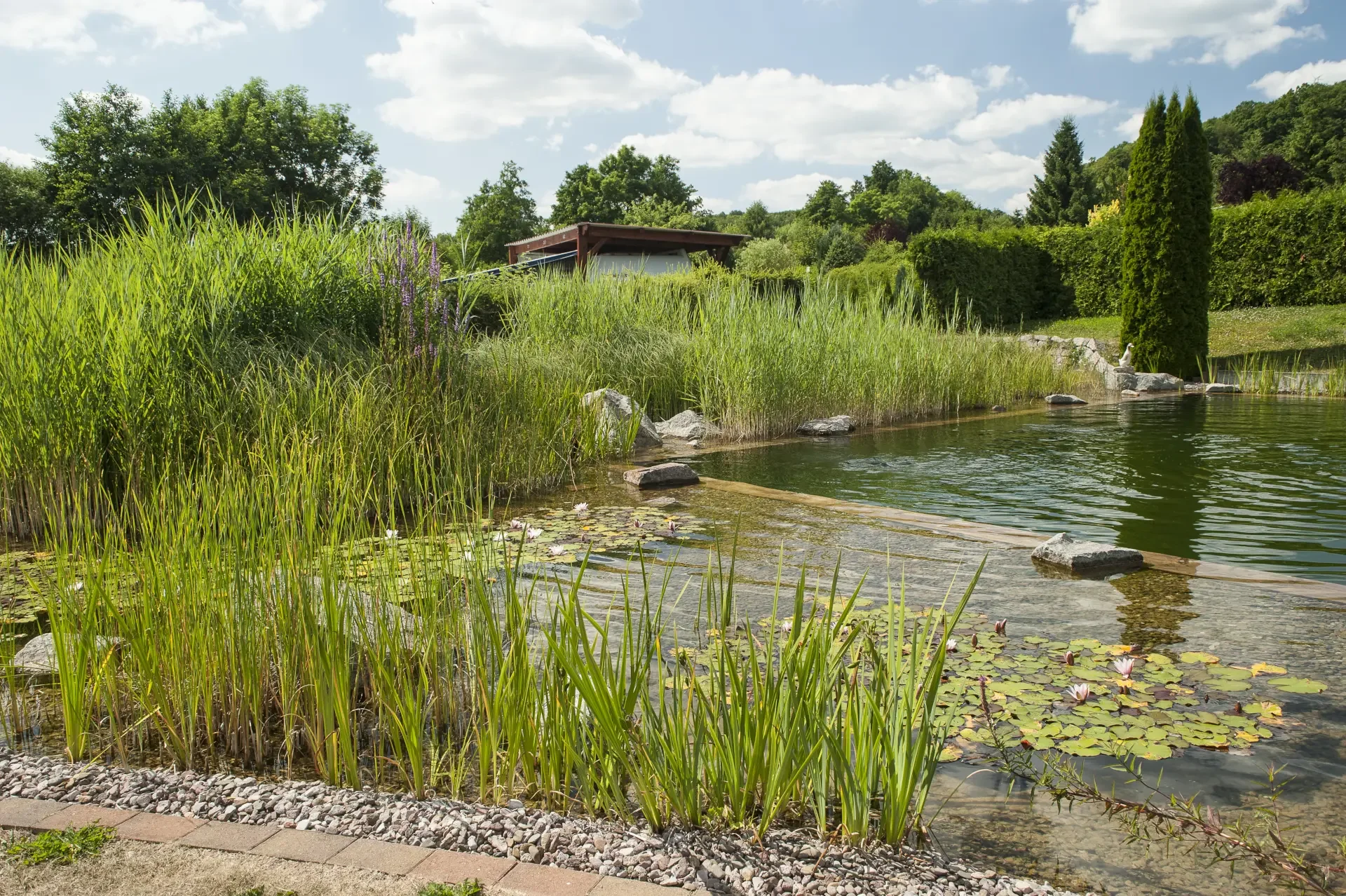 Bioteich Nature Öffentlich mit Wasserpflanzen