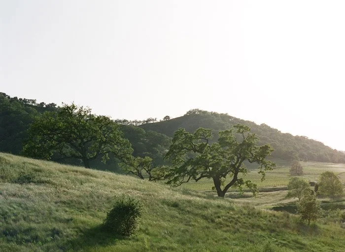Rolling green hills with scattered trees and a mountain in the background, under a clear sky.