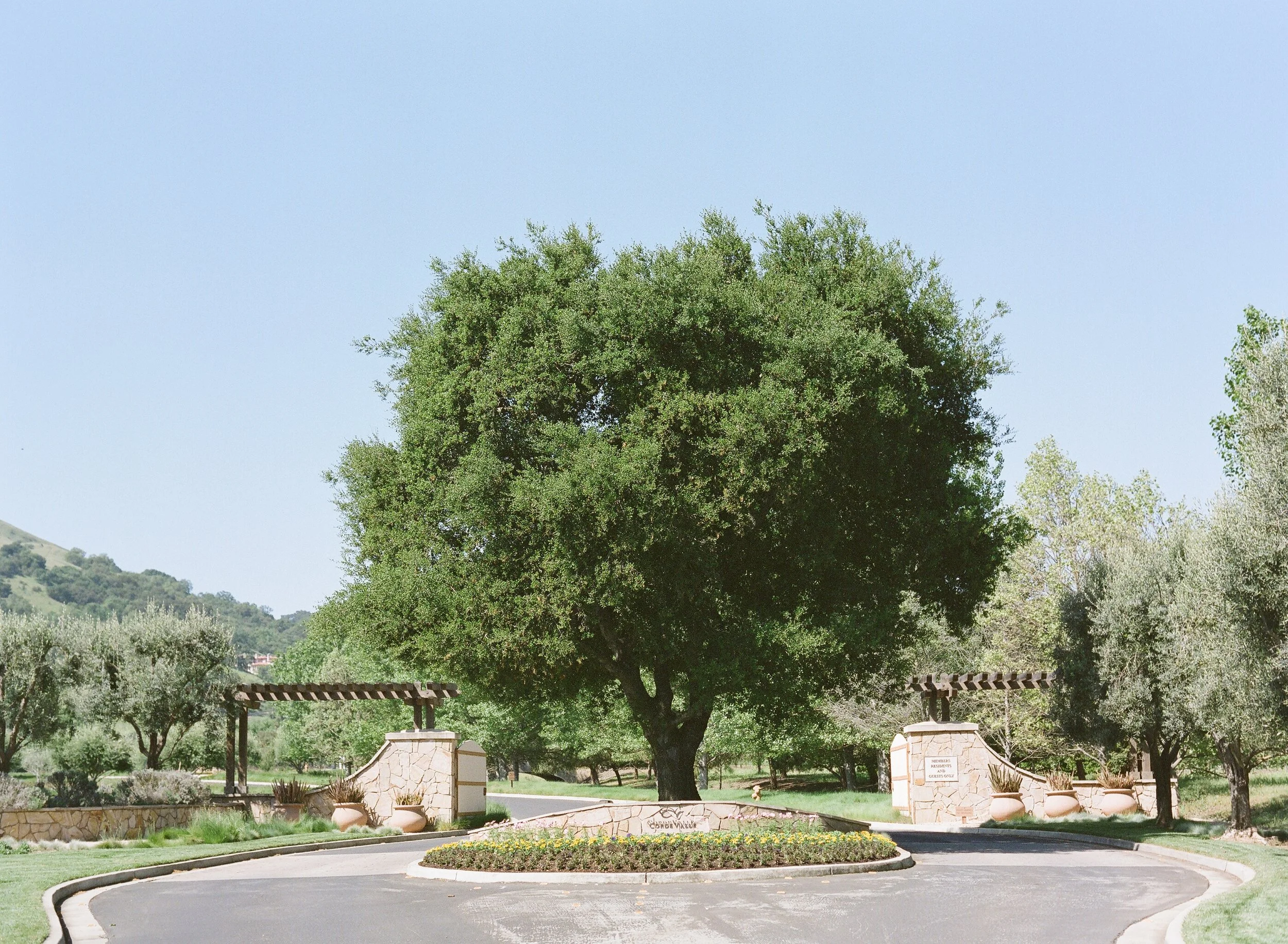 A large green tree is in the center of a landscaped area with a clear blue sky above. There are stone structures and a circular driveway with a flower bed in front of the tree.