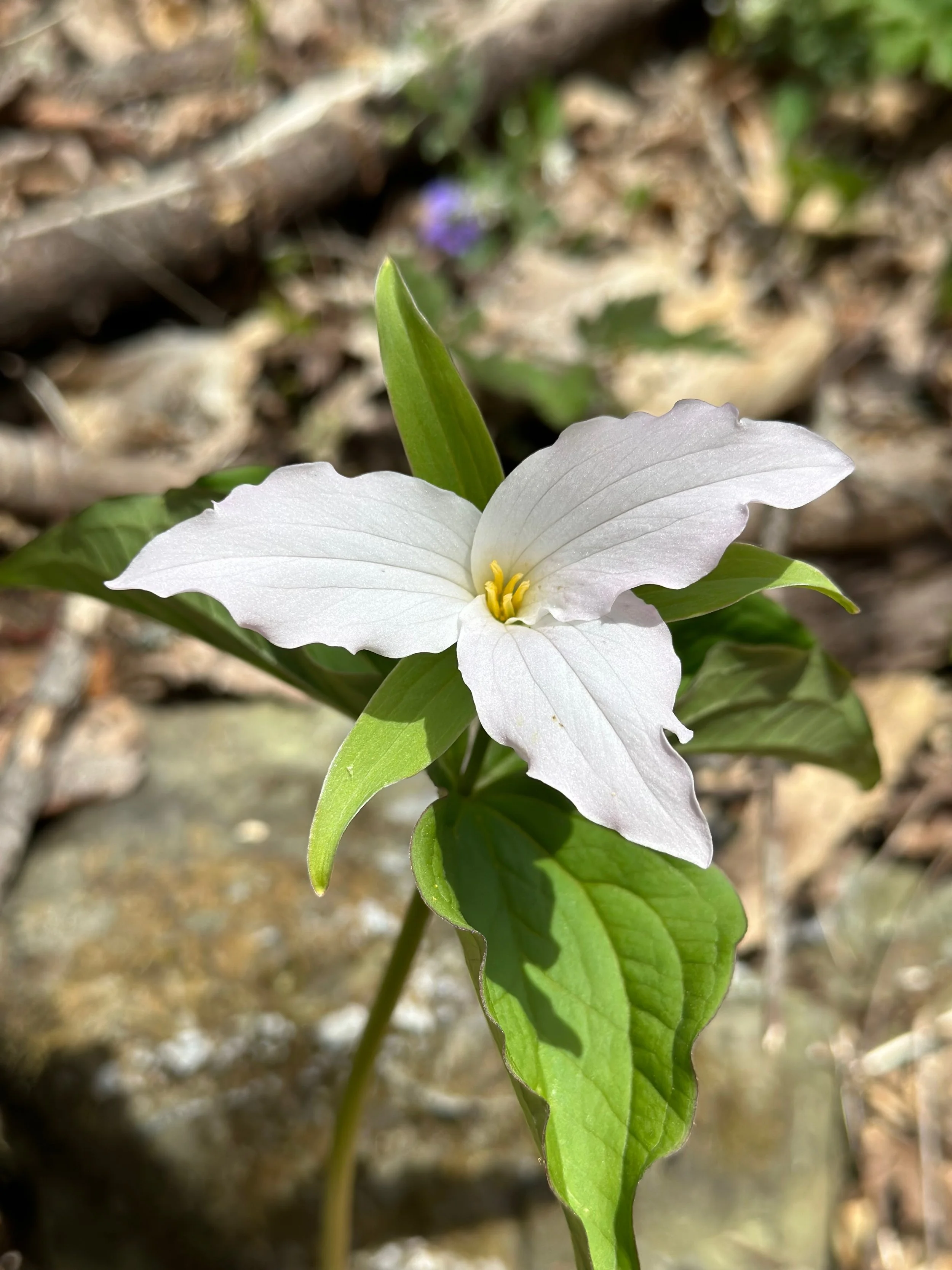 Shenandoah - 12.jpeg