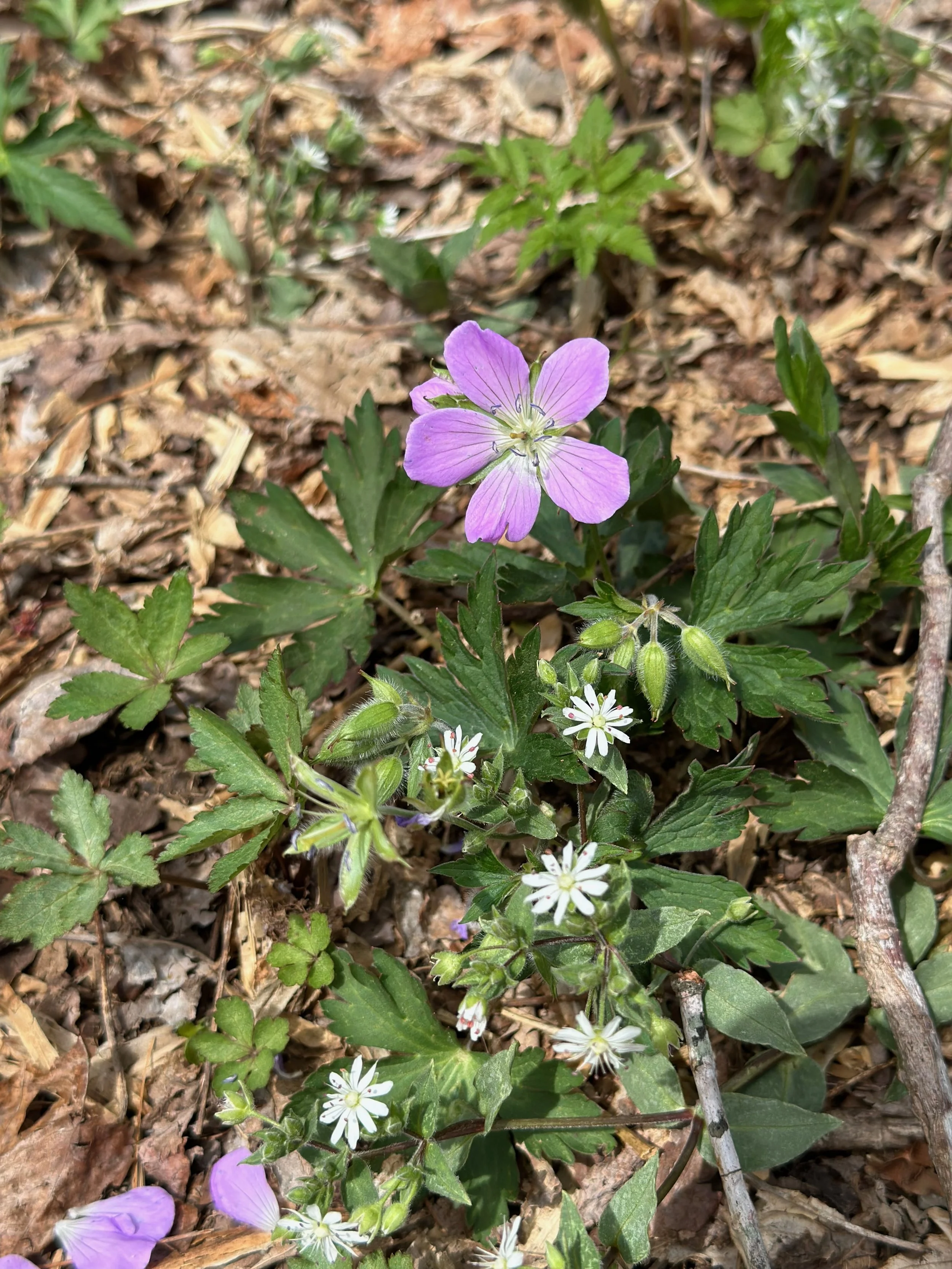 Shenandoah - 11.jpeg