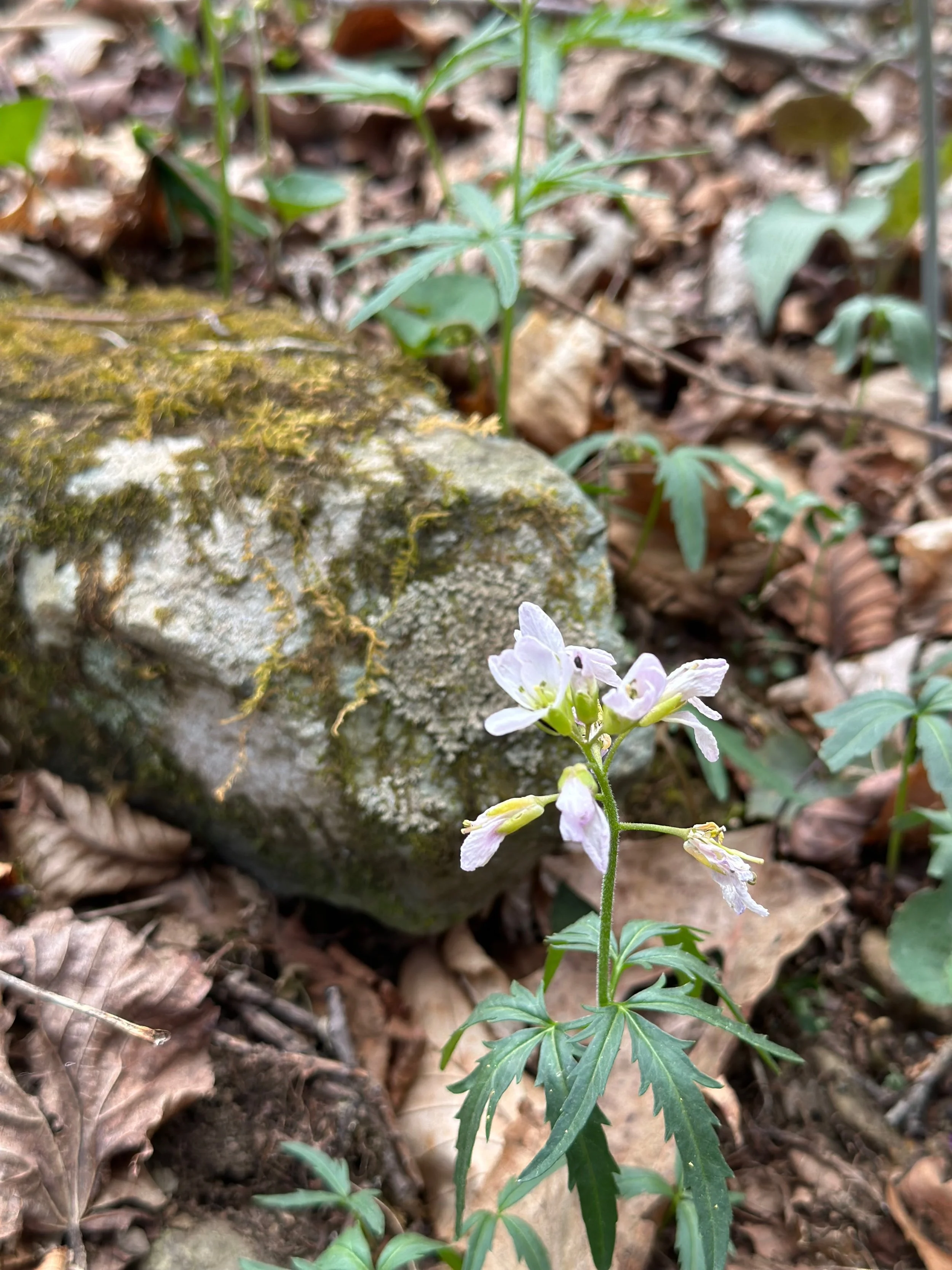 Shenandoah - 21.jpeg