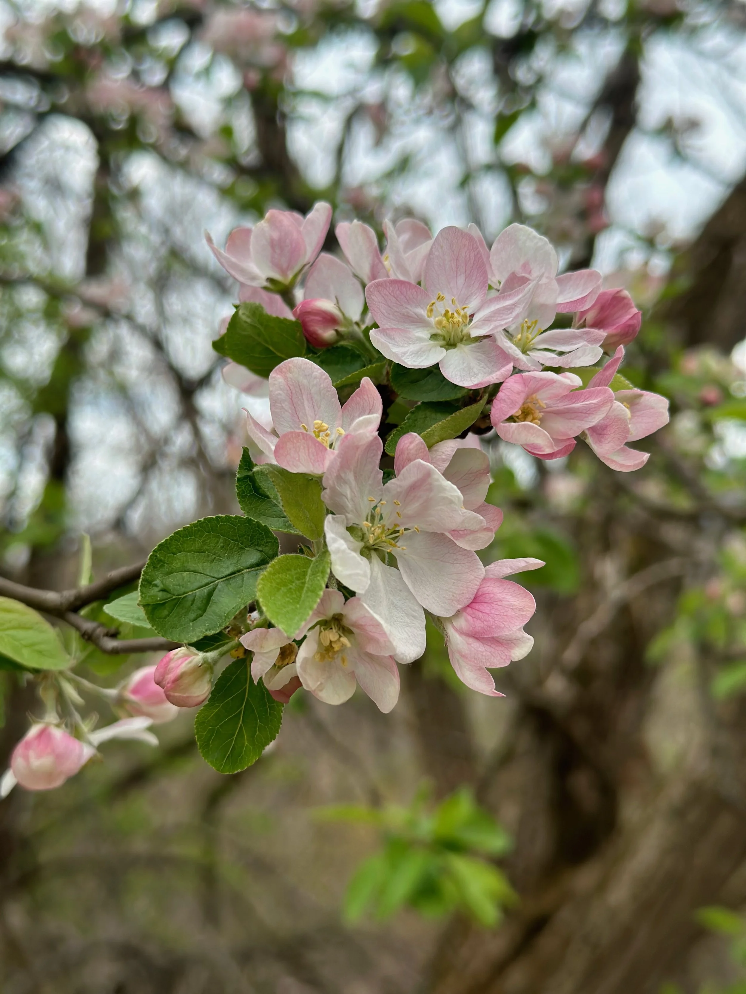 Shenandoah - 23.jpeg