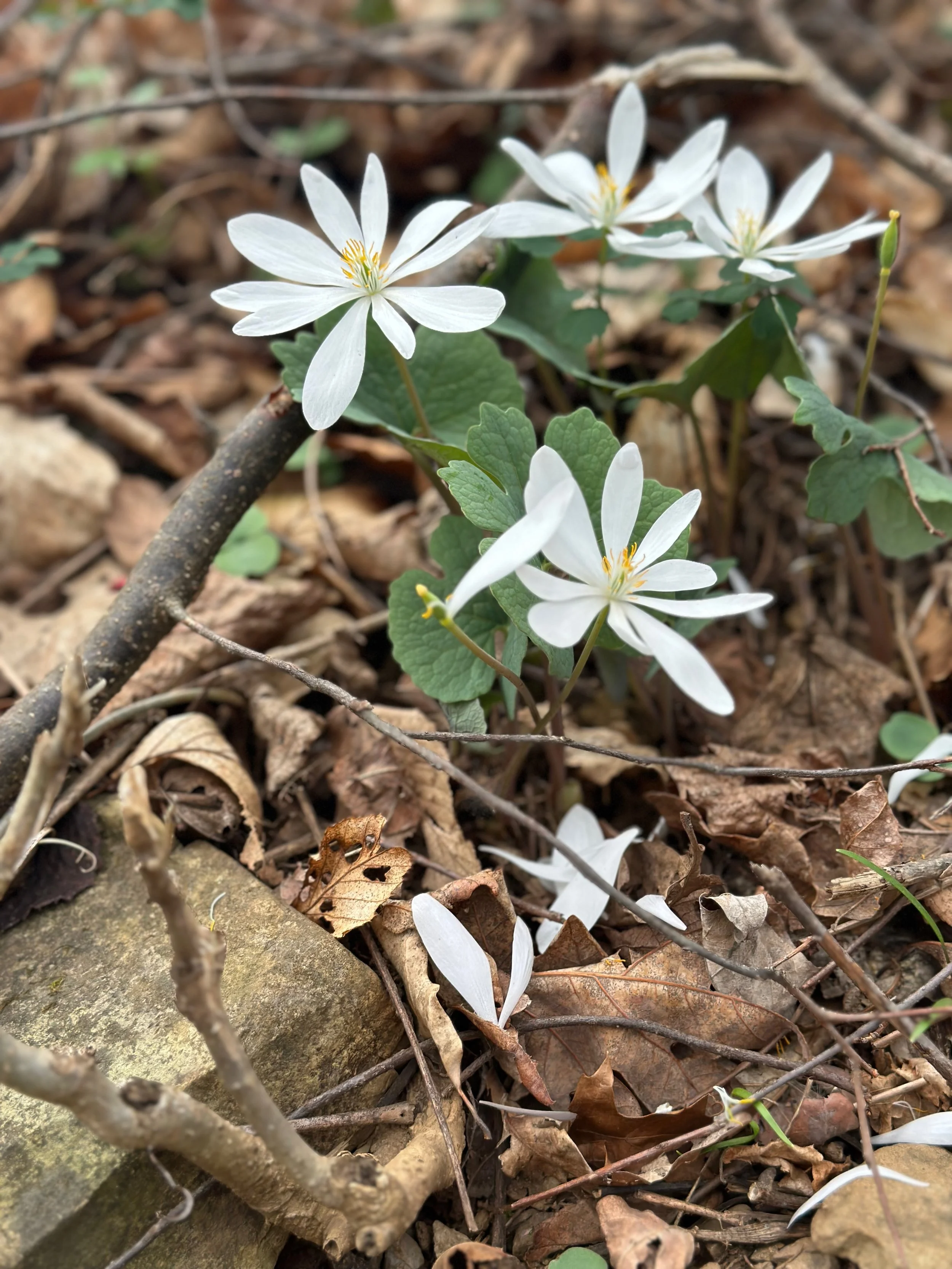 Shenandoah - 25.jpeg