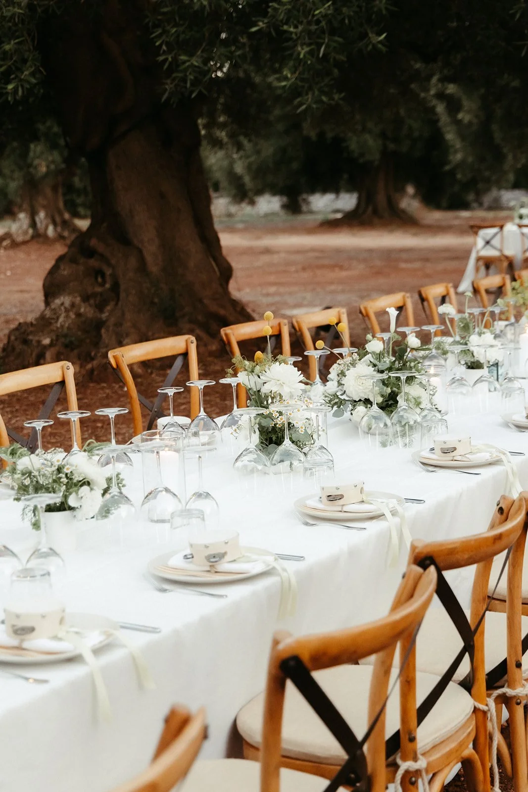 Mesa larga de la cena preparada entre olivos