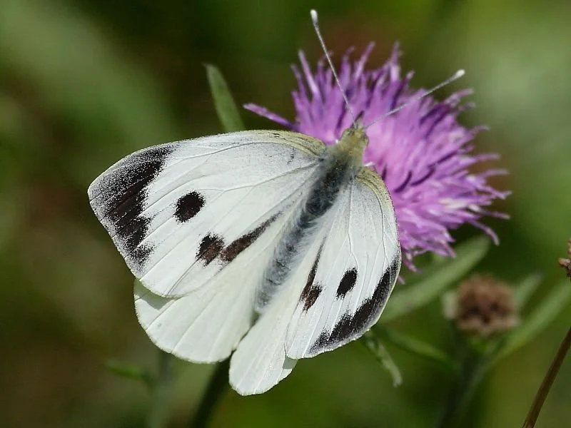 female-large-white-butterfly-3940.jpg