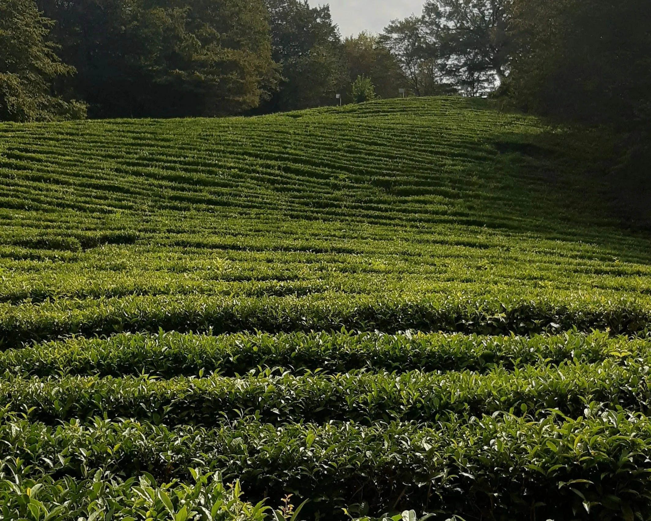Rows of green tea plants covering a hillside under a cloudy sky