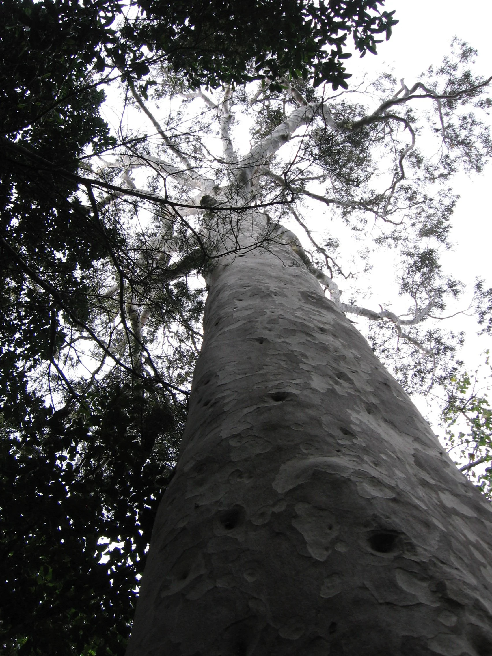 Root Down to Rise Up Retreat