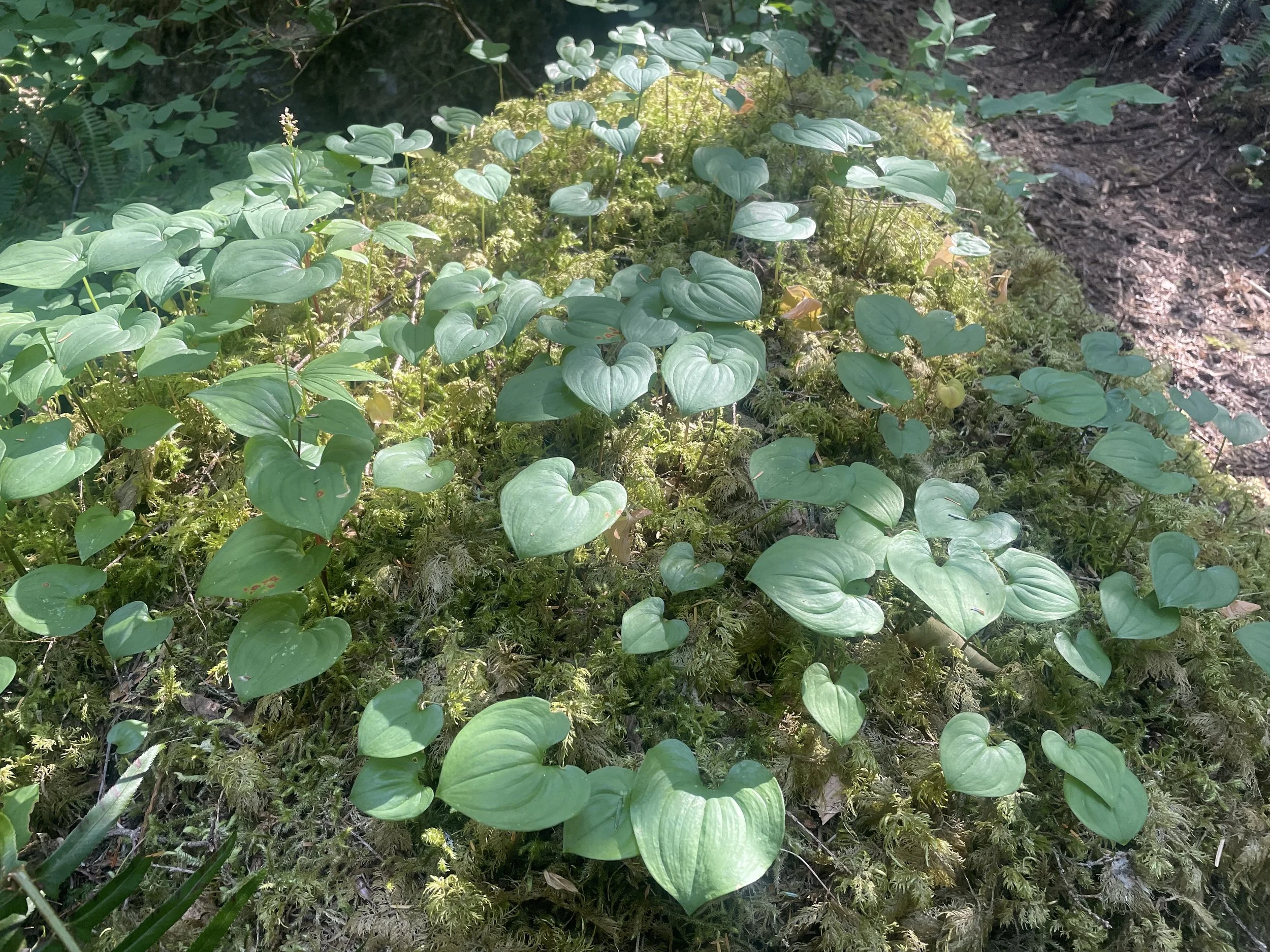 The Art of Listening: Nurturing Your Relationship by Not Always Fixing