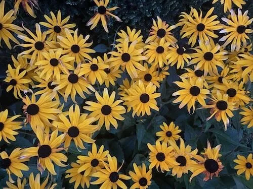 Coordinating Life Goals with Your Partner: The Key to Success