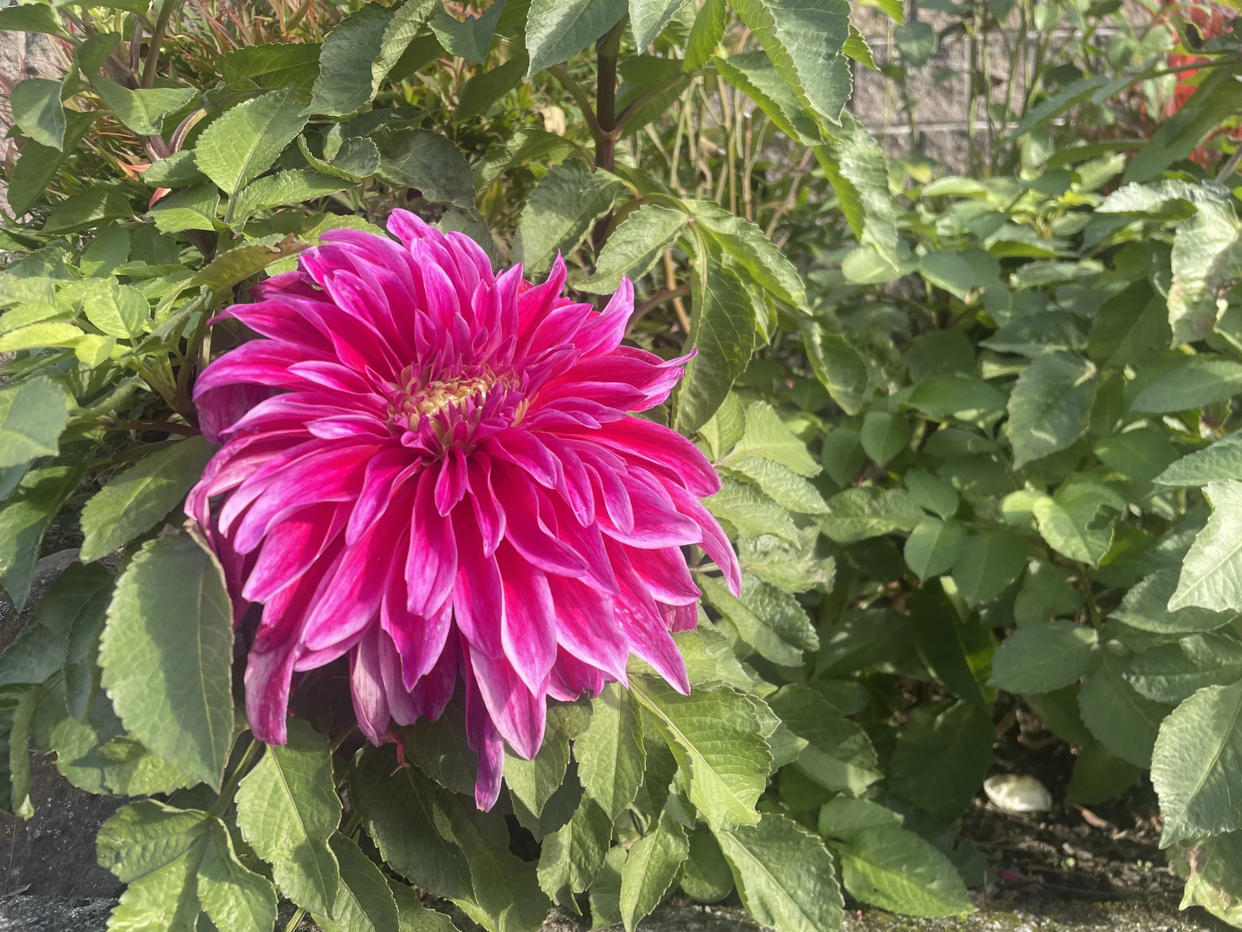 Phubbing in Relationships: A Modern Dilemma Addressed in Couples Therapy