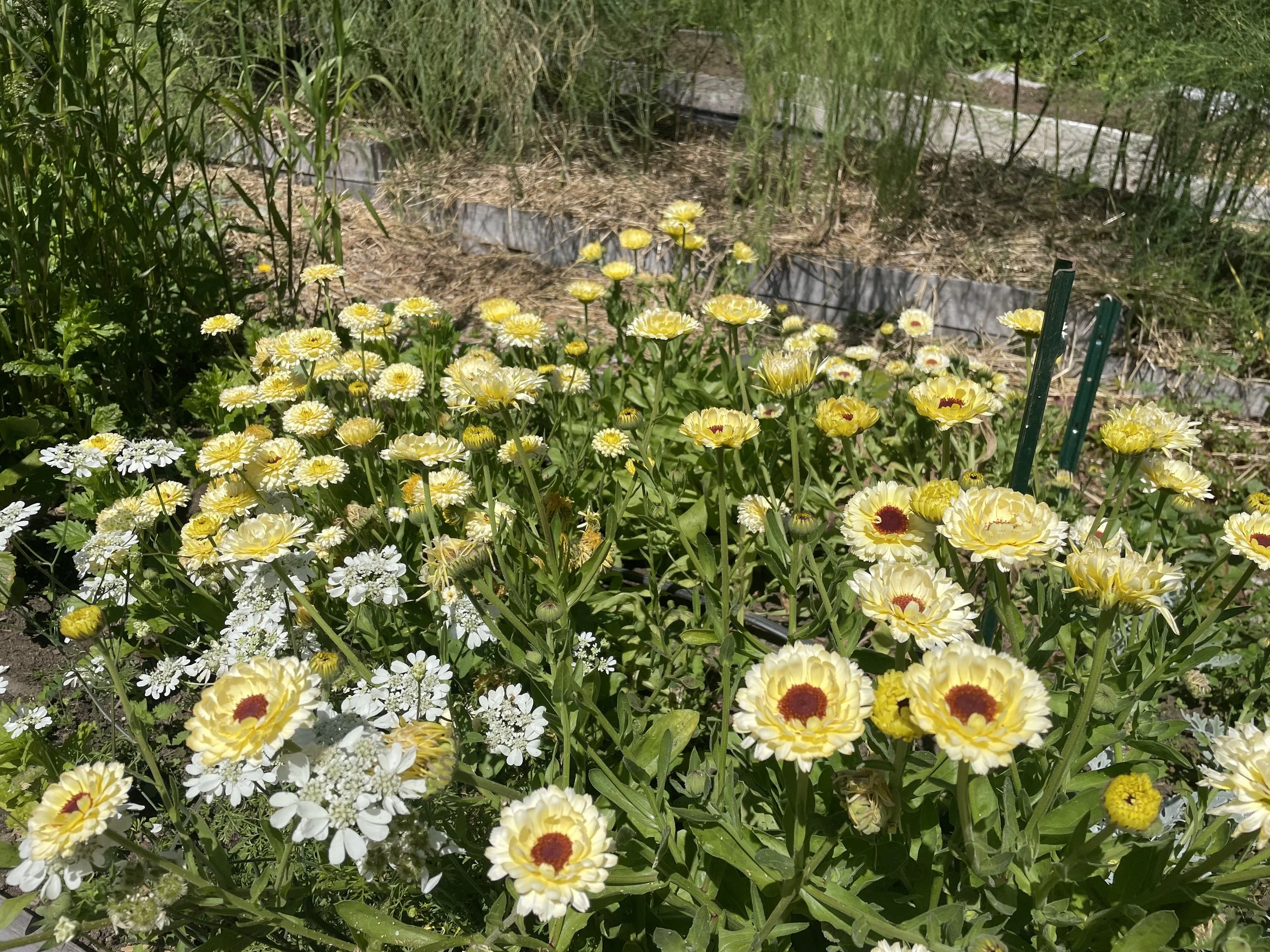 Navigating Grief During the Holiday Season: A Seattle Grief Therapist's Perspective