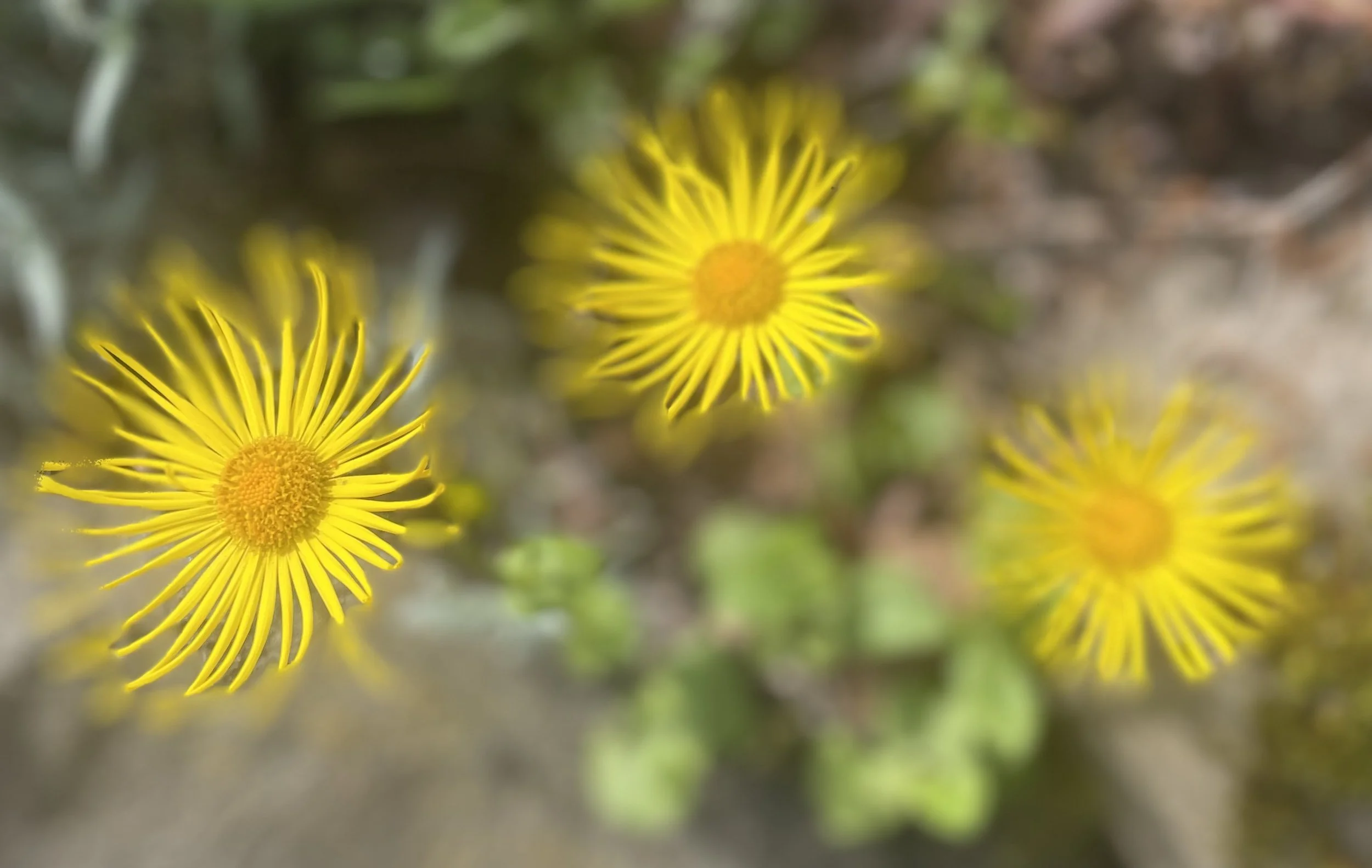 Navigating the Mental Terrain of Financial Struggles in a High-Cost Living Environment