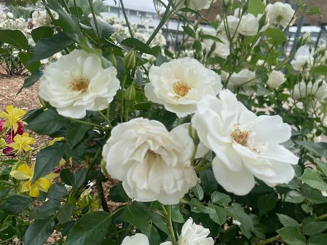 Understanding Common Couples Conflicts: A Professional Perspective