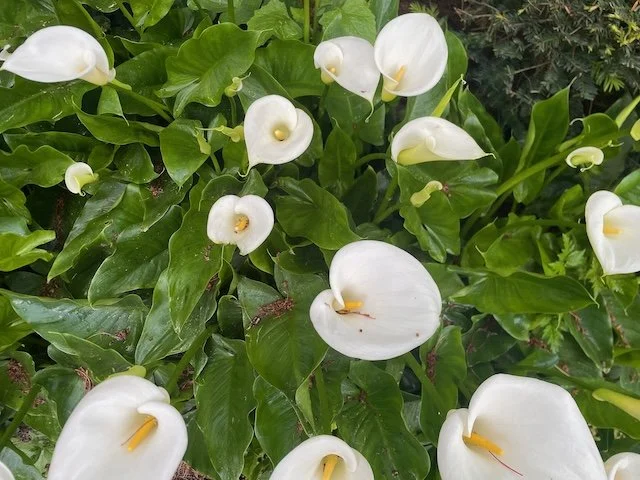 Finding Solace in Rituals