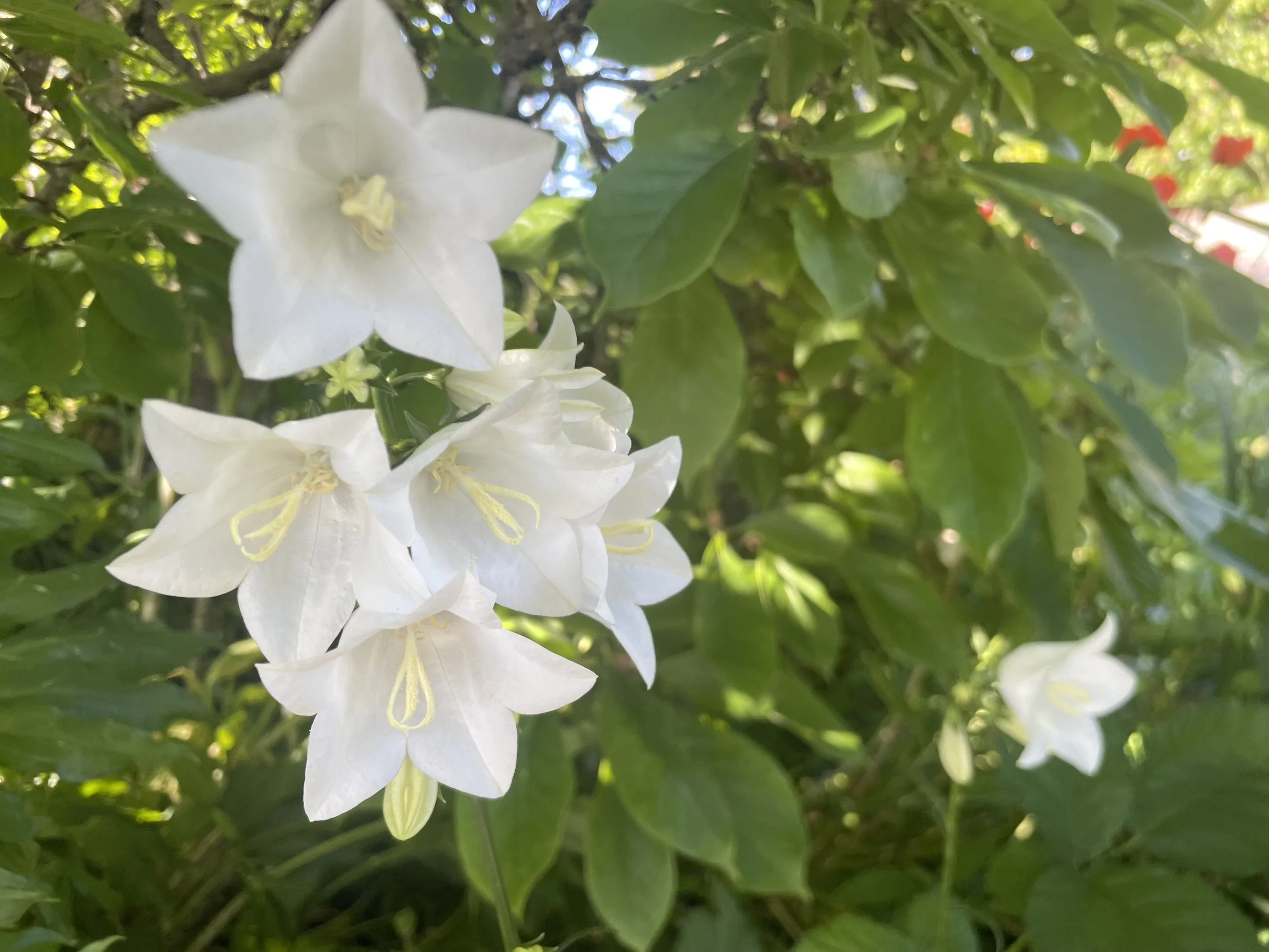 Supporting Parents Through the Loss of an Infant: Compassionate Guidance for Friends and Family