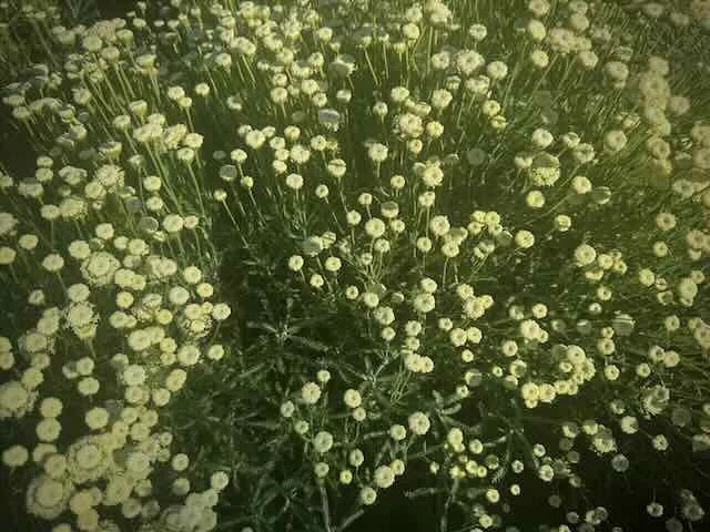 Different Ideas of Fun: When Summer Plans Create Relationship Conflict