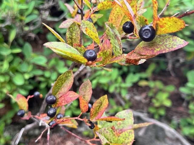 When Your Child Leaves for College: Grief in the Midst of Pride