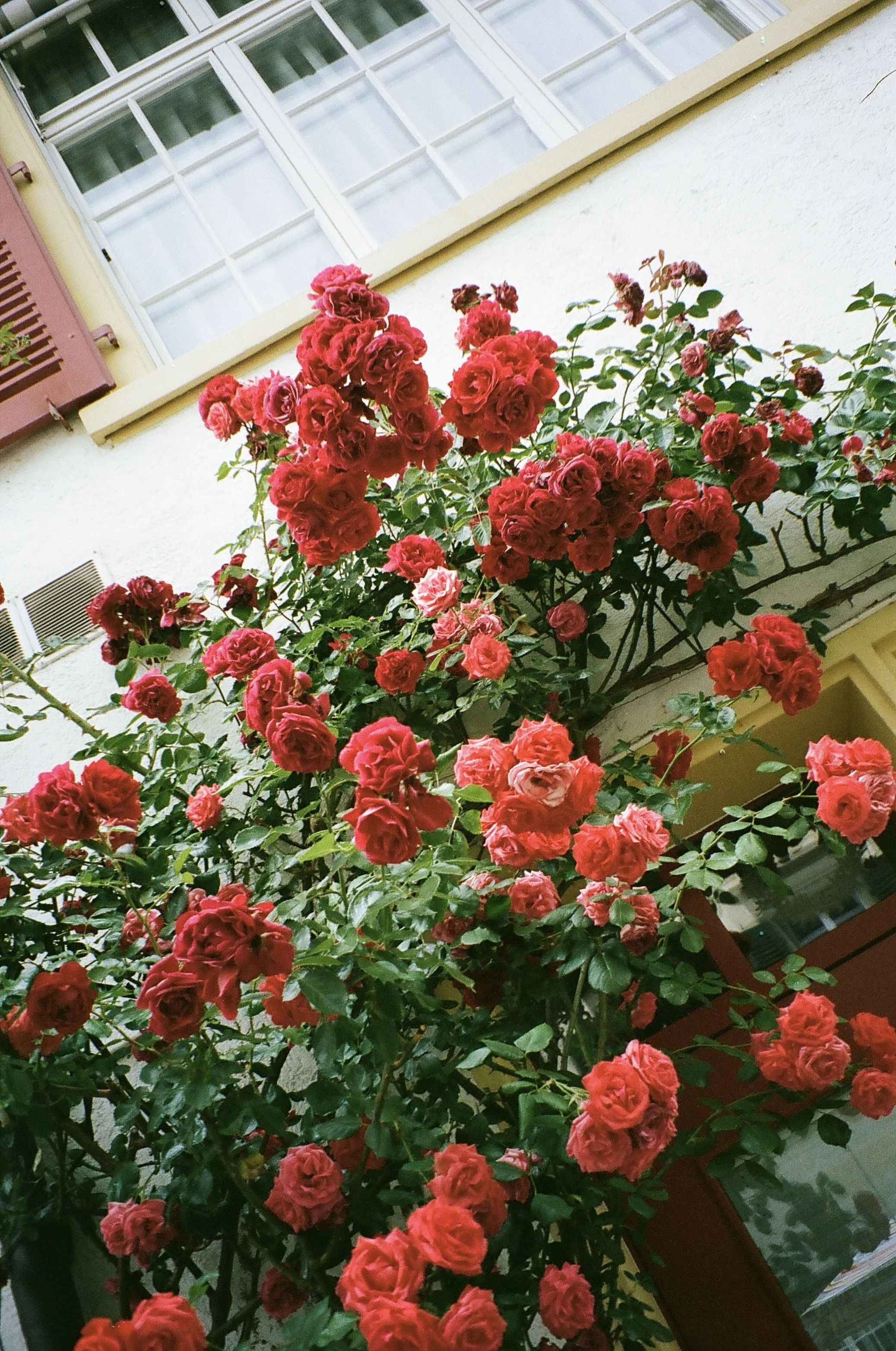 roses rouges