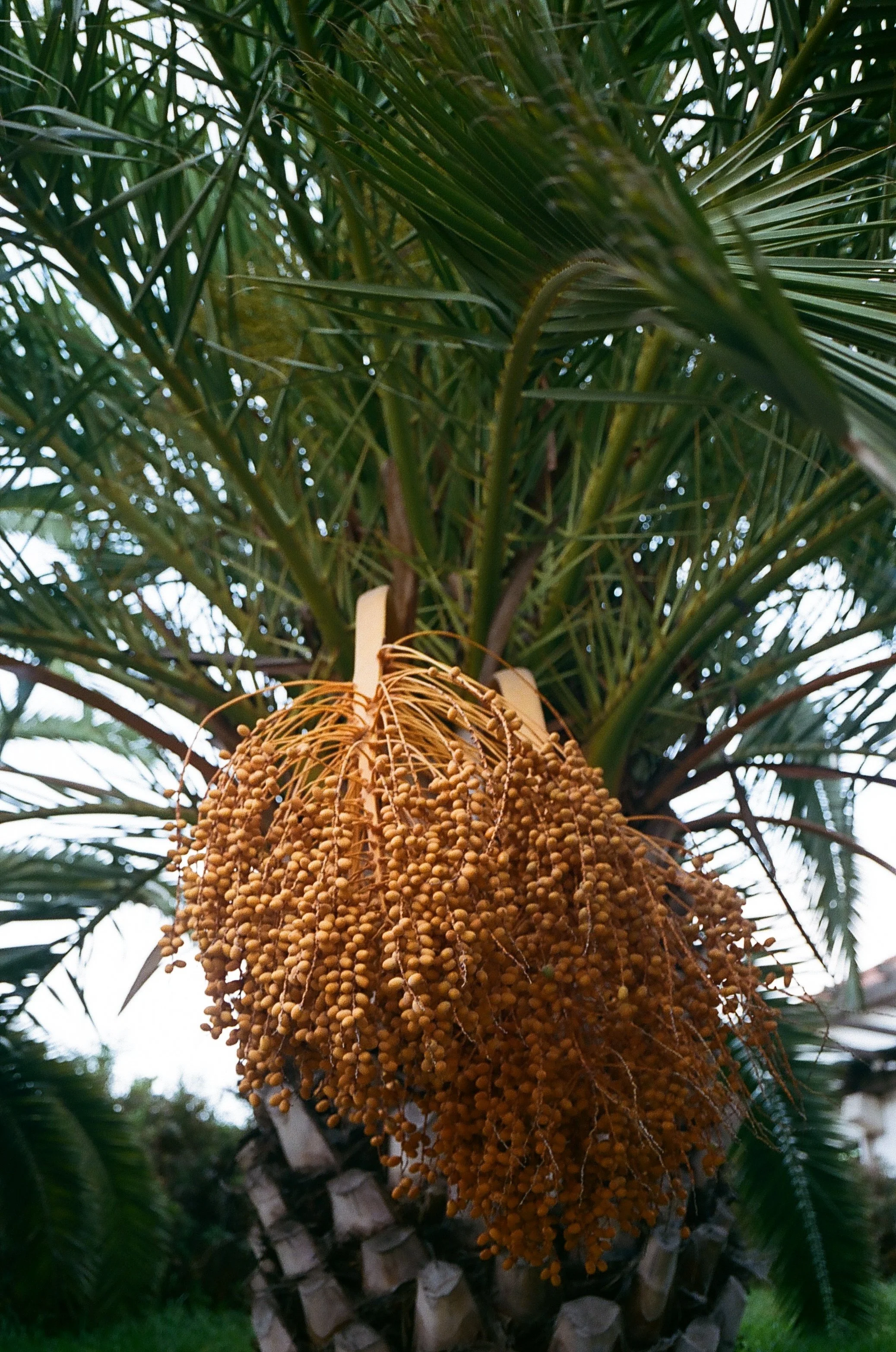 photo Argentique d'un damier 