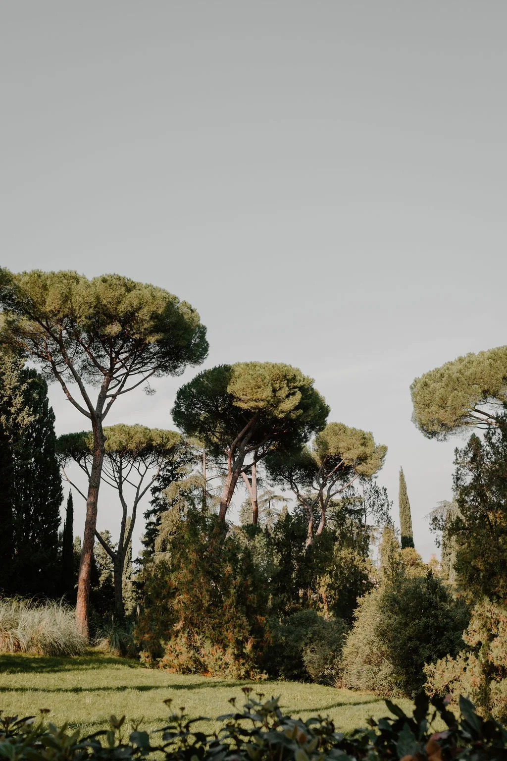 paysage de Florence, arbres comme une peinture