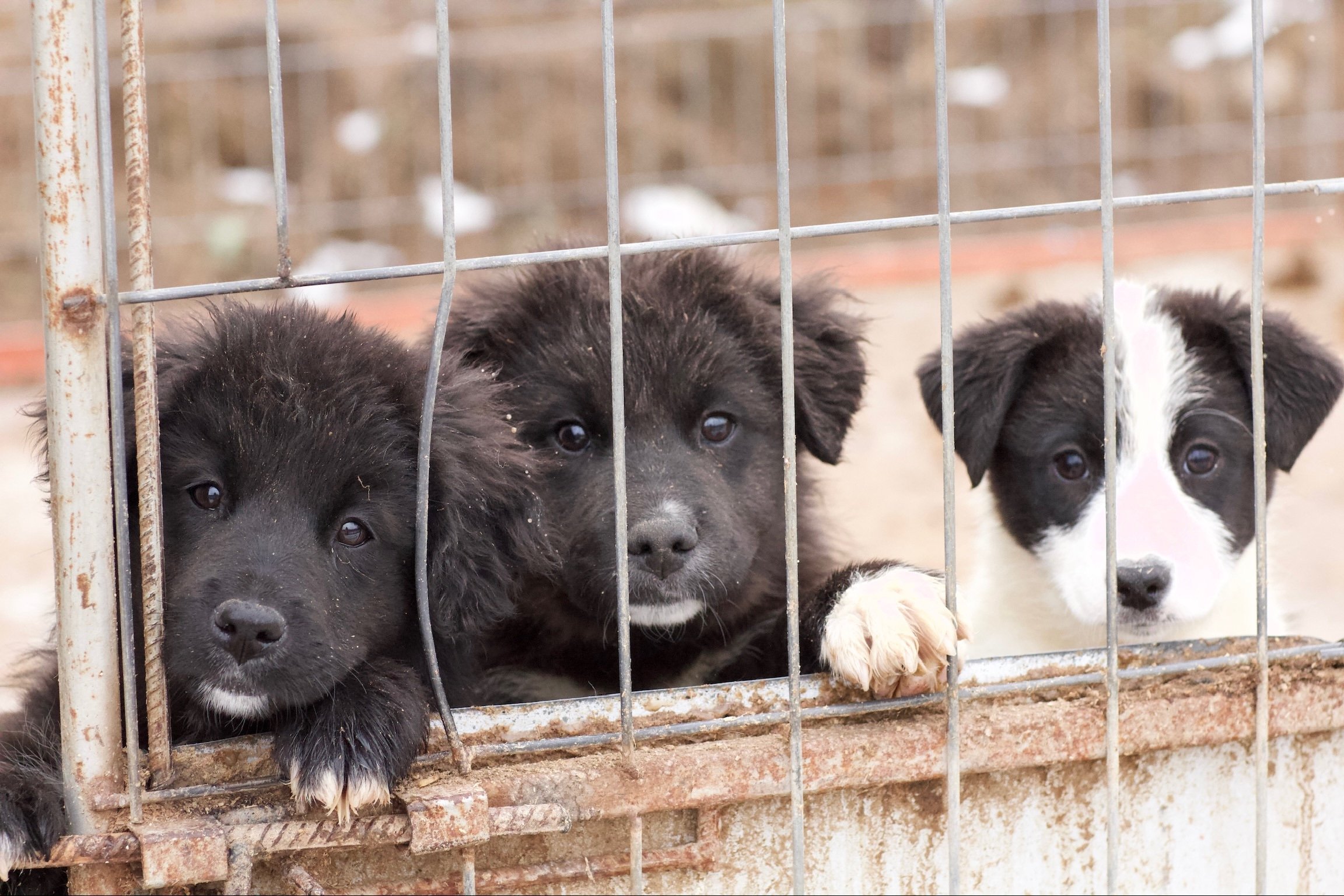 Spay & Neuter Campaign &mdash; Lucky's Legacy Rescue