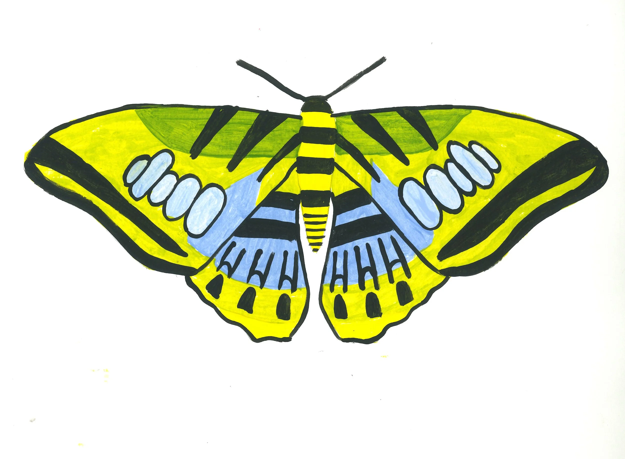 Tyler Spohn Clipper Butterfly Gouache on paper 2026 copy.jpg