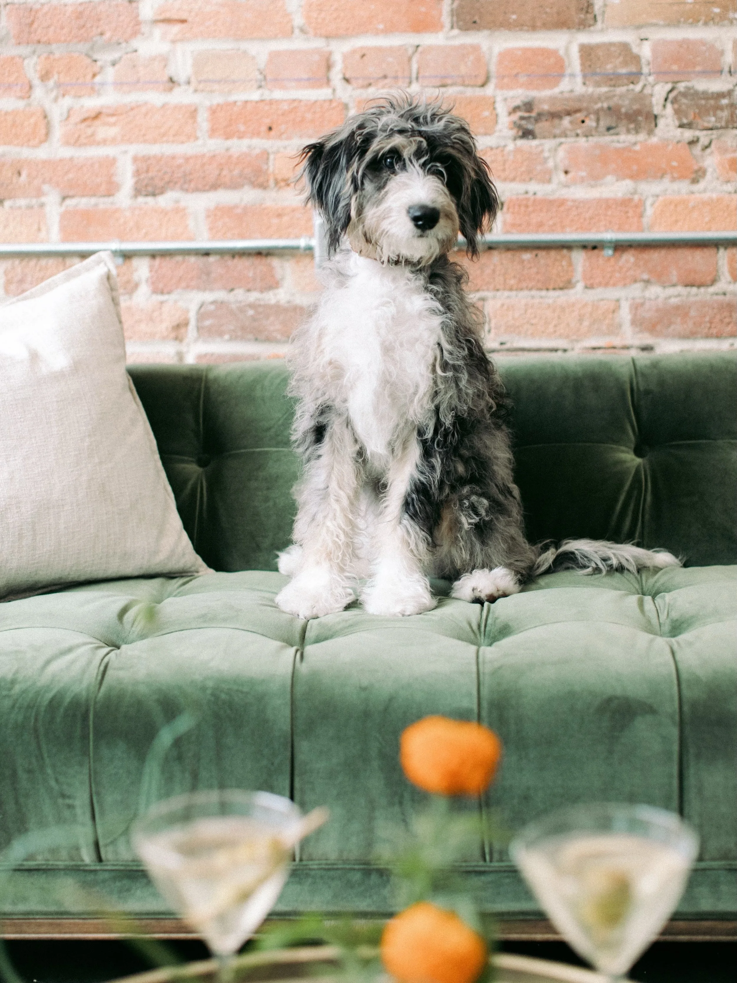 Your wedding day should include all the things you love most&mdash;including your dog. 🐾

At The Elia, we welcome dogs for your ceremony and photos, giving them a special role in your celebration. But if your pup can&rsquo;t be there, there are stil