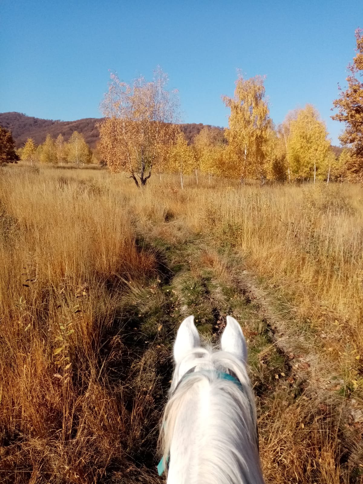 Photo courtesy of Equus Silvania