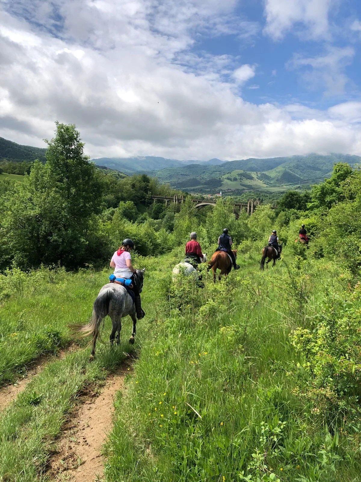 Photo courtesy of Equus Silvania