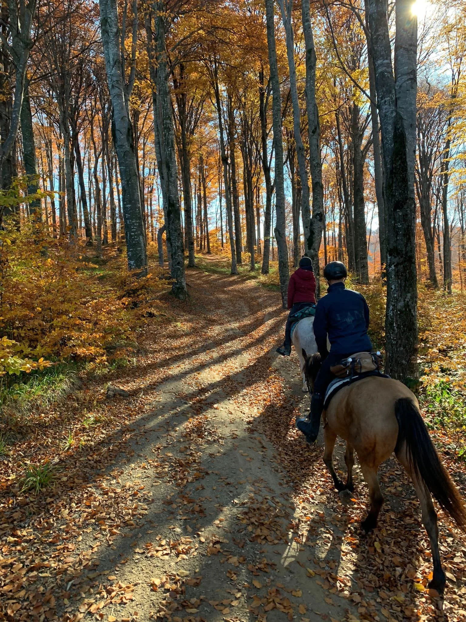 Photo courtesy of Equus Silvania