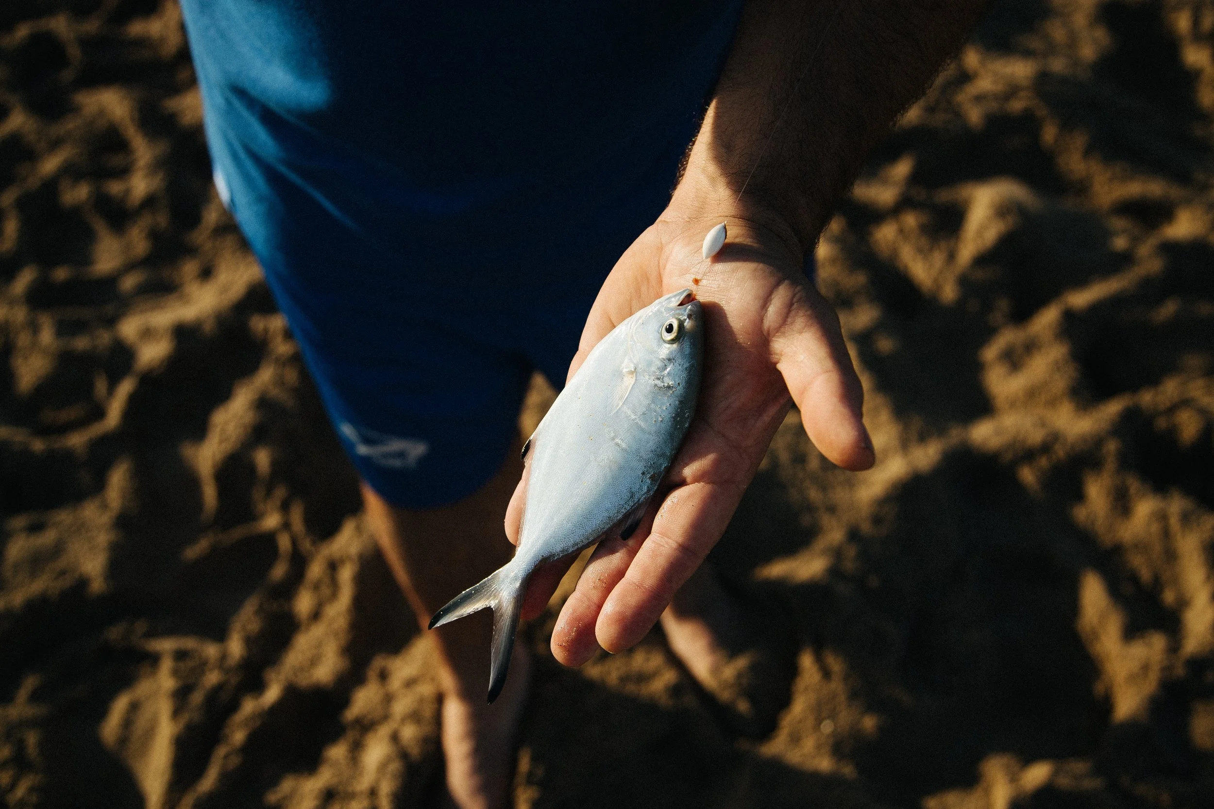 Person holding a small fish on a sandy beach.